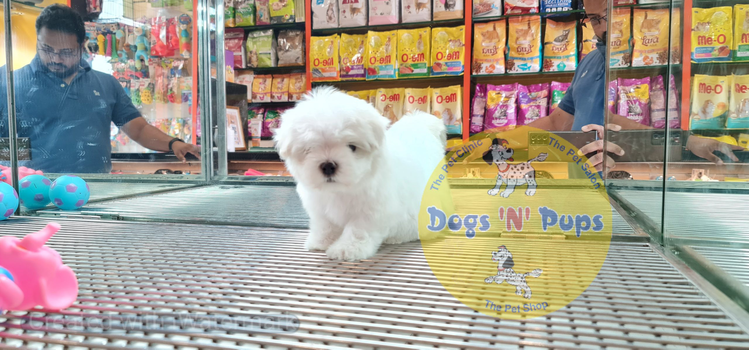 Maltese puppy image 7