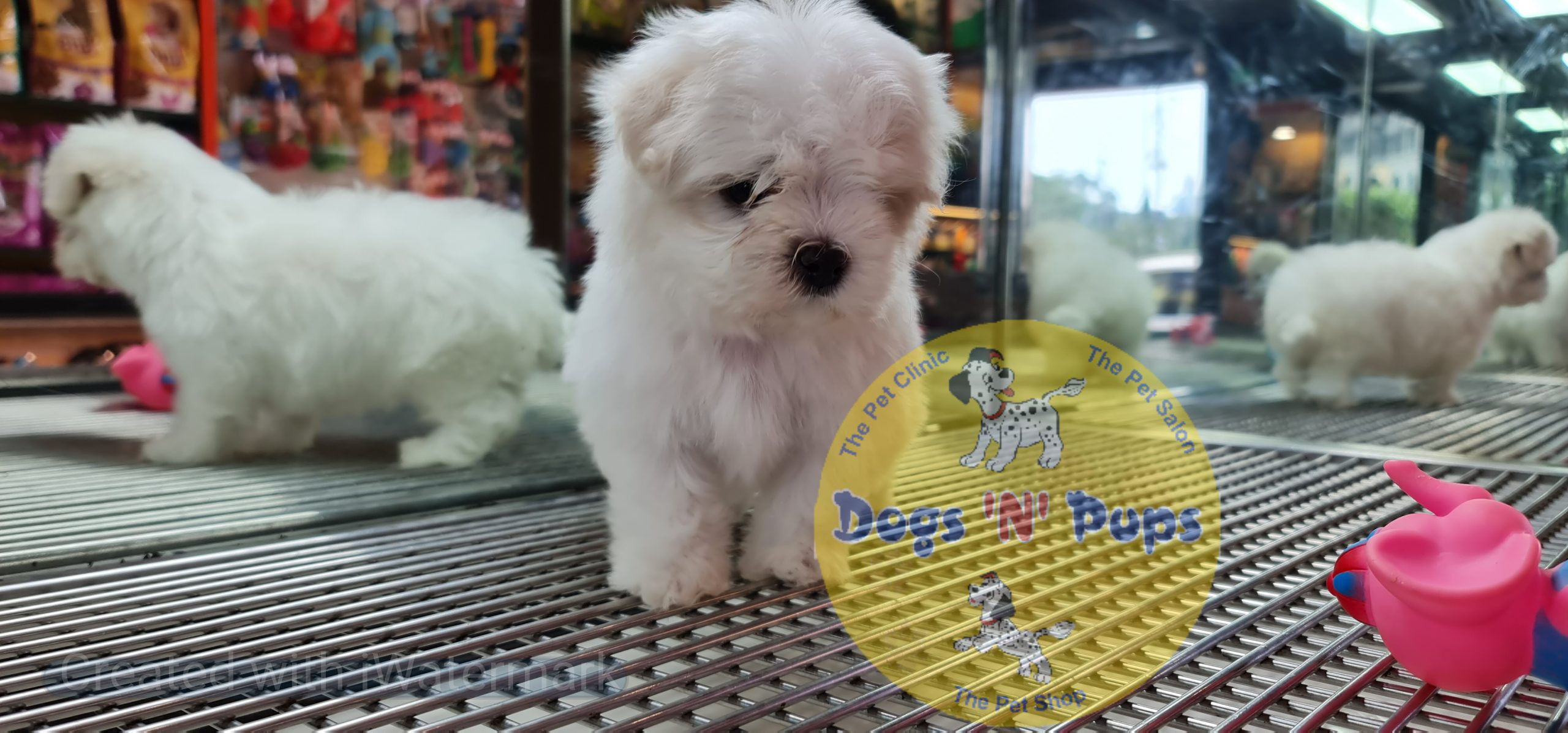 Maltese puppy image 8