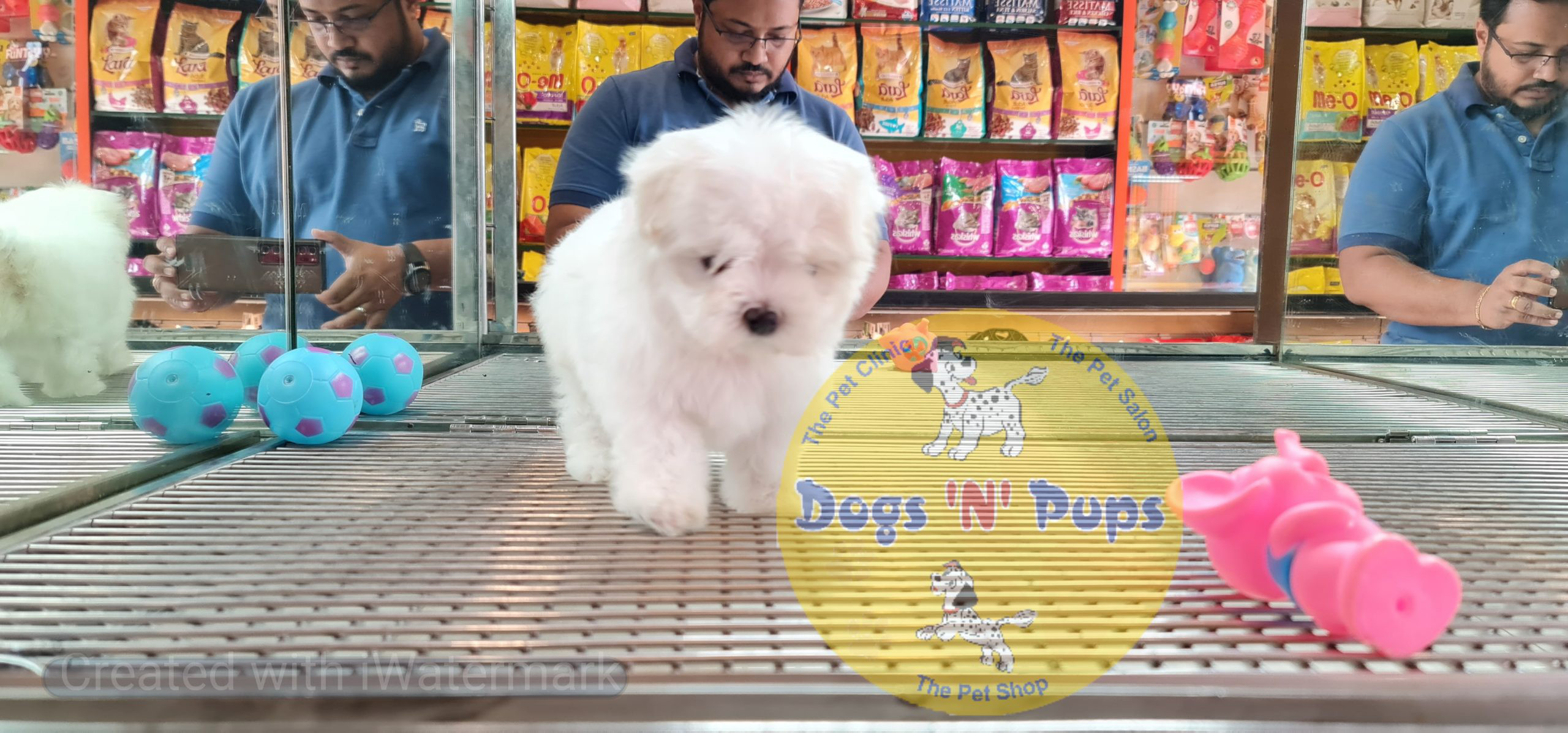 Maltese puppy image 9