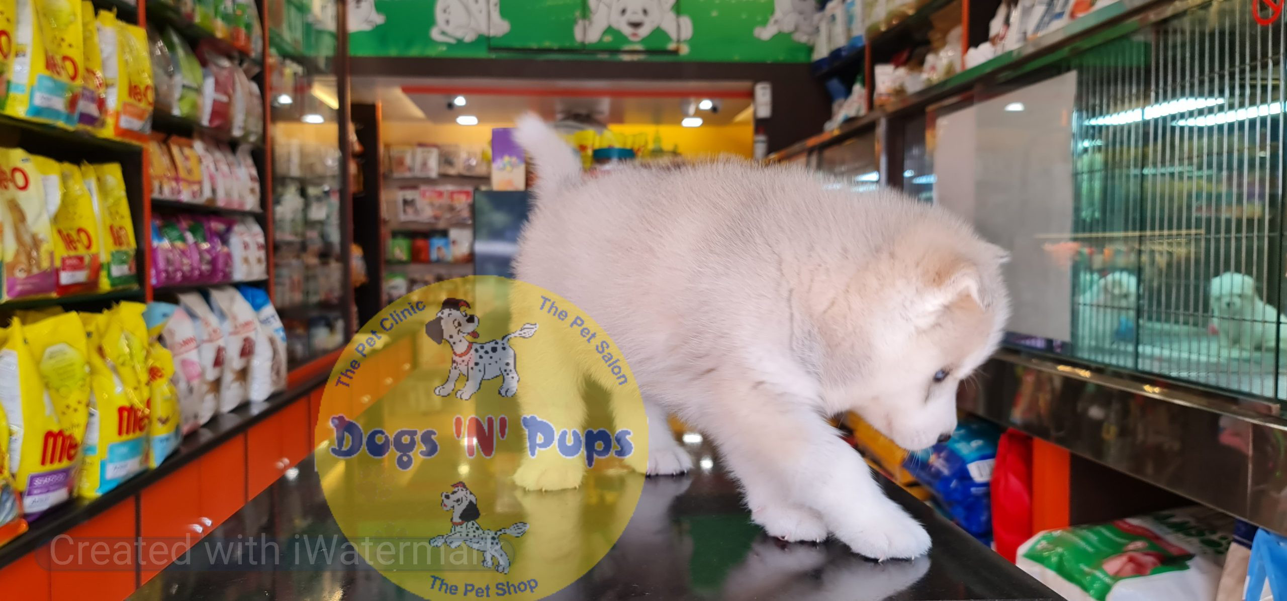 pet Siberian husky puppy header image