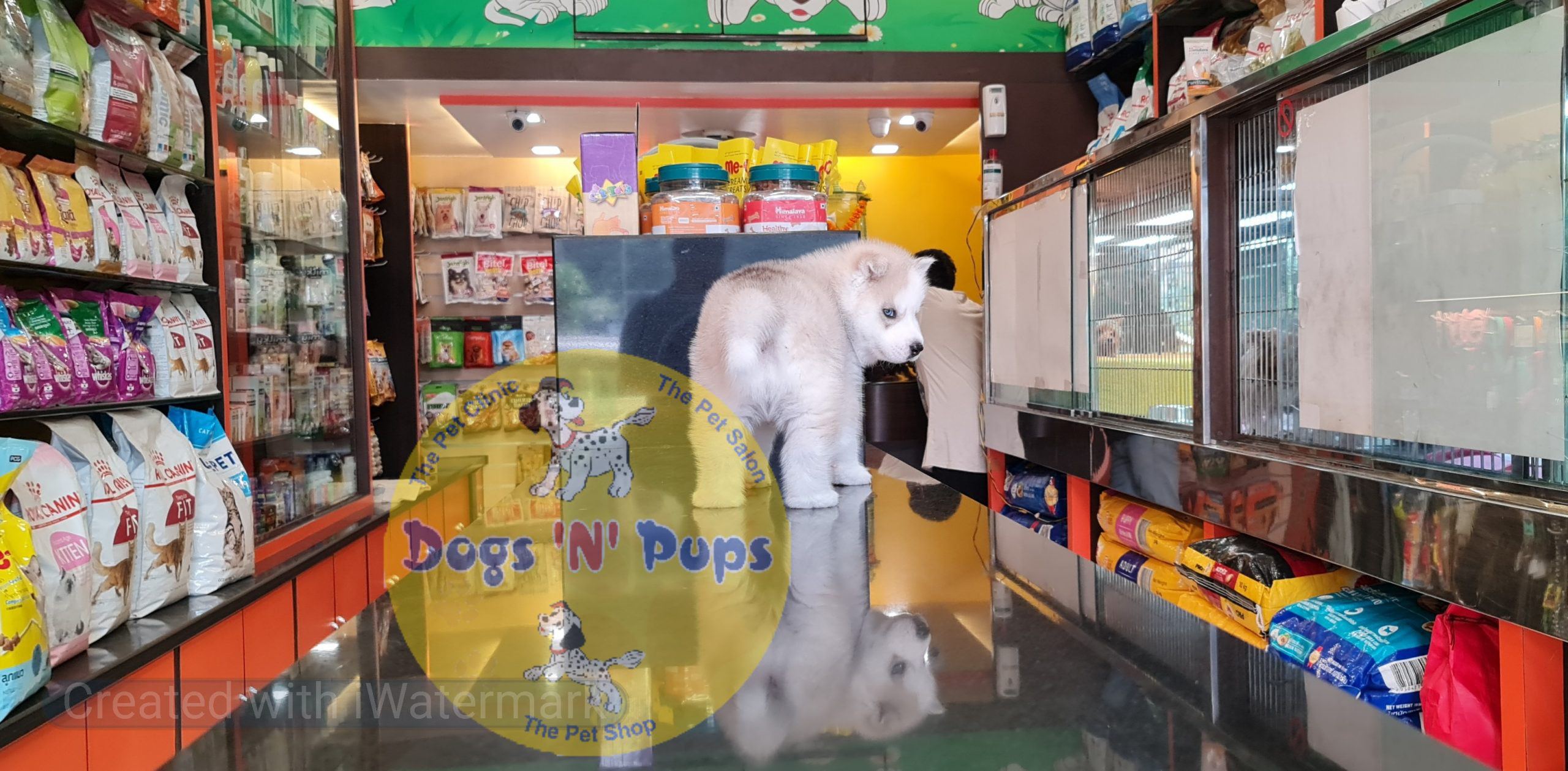 Siberian husky puppy image 2