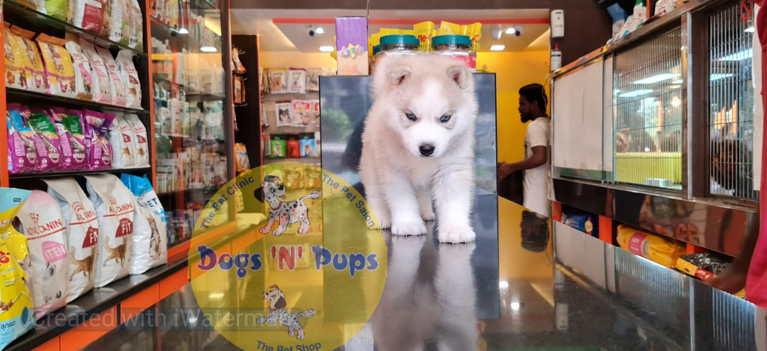 Siberian husky puppy image 3