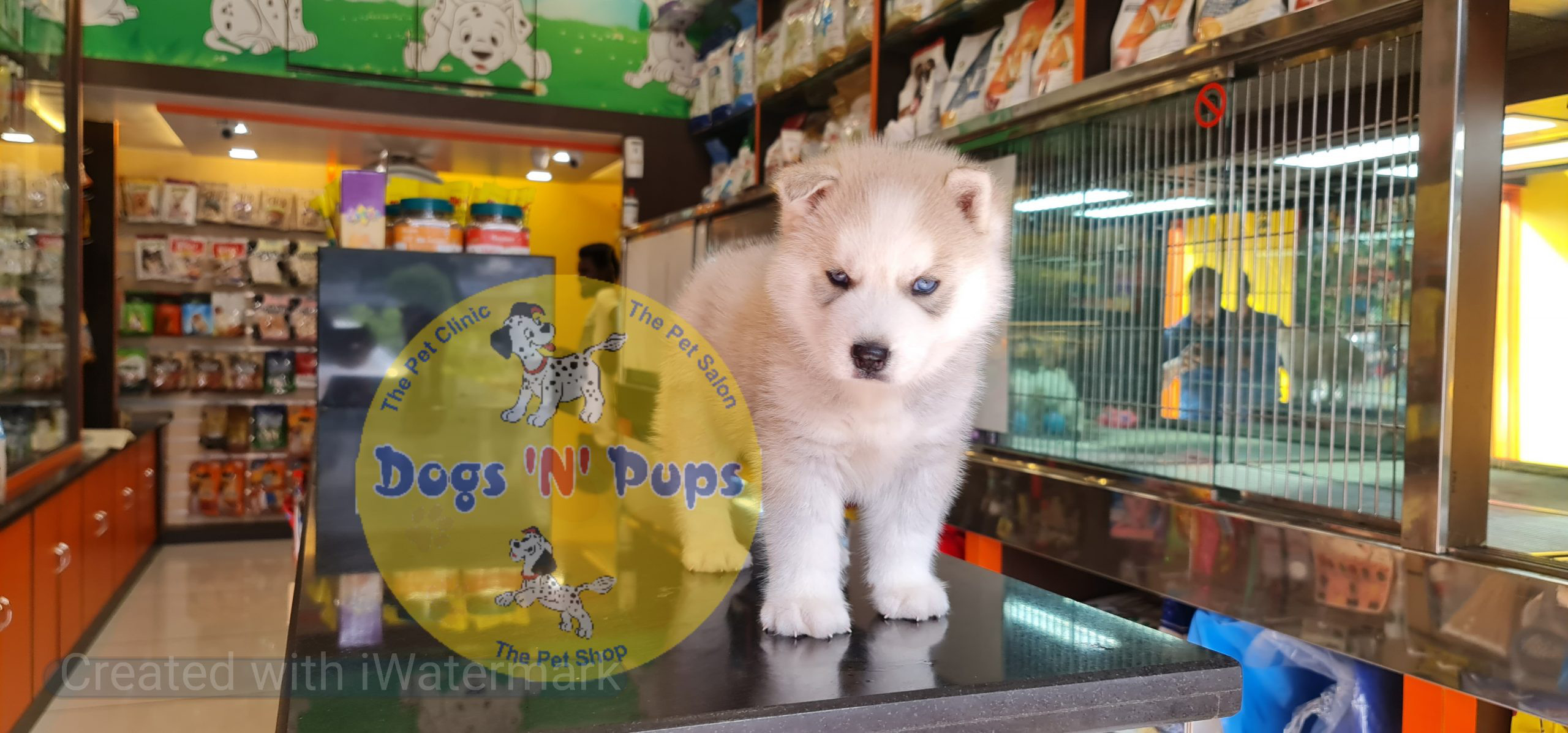 Siberian husky puppy image 4