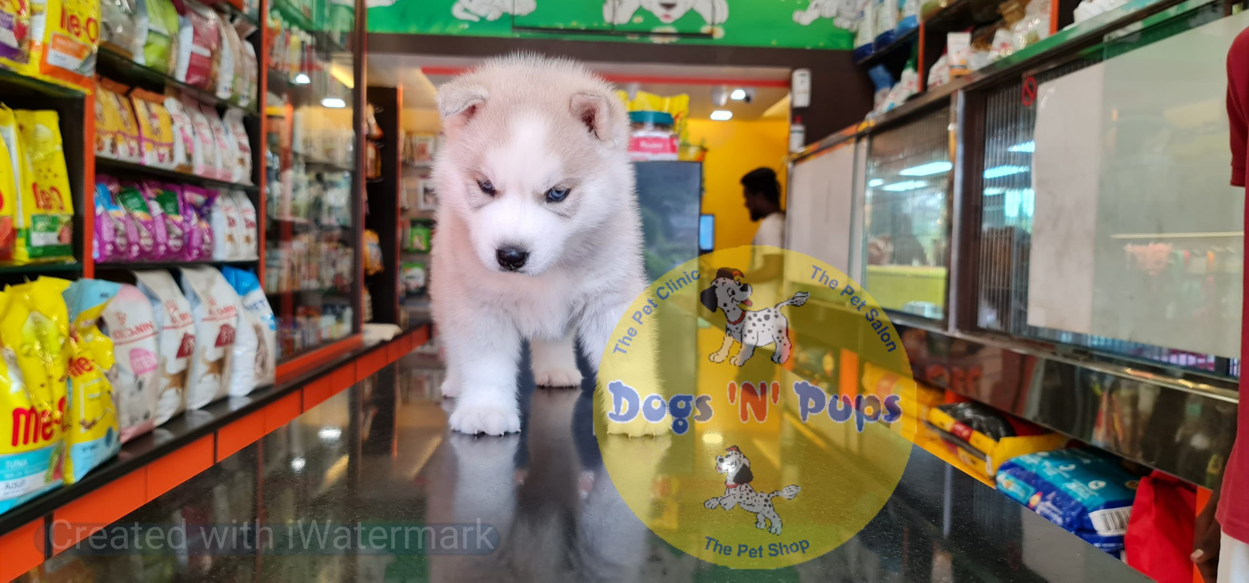 Siberian husky puppy image 5