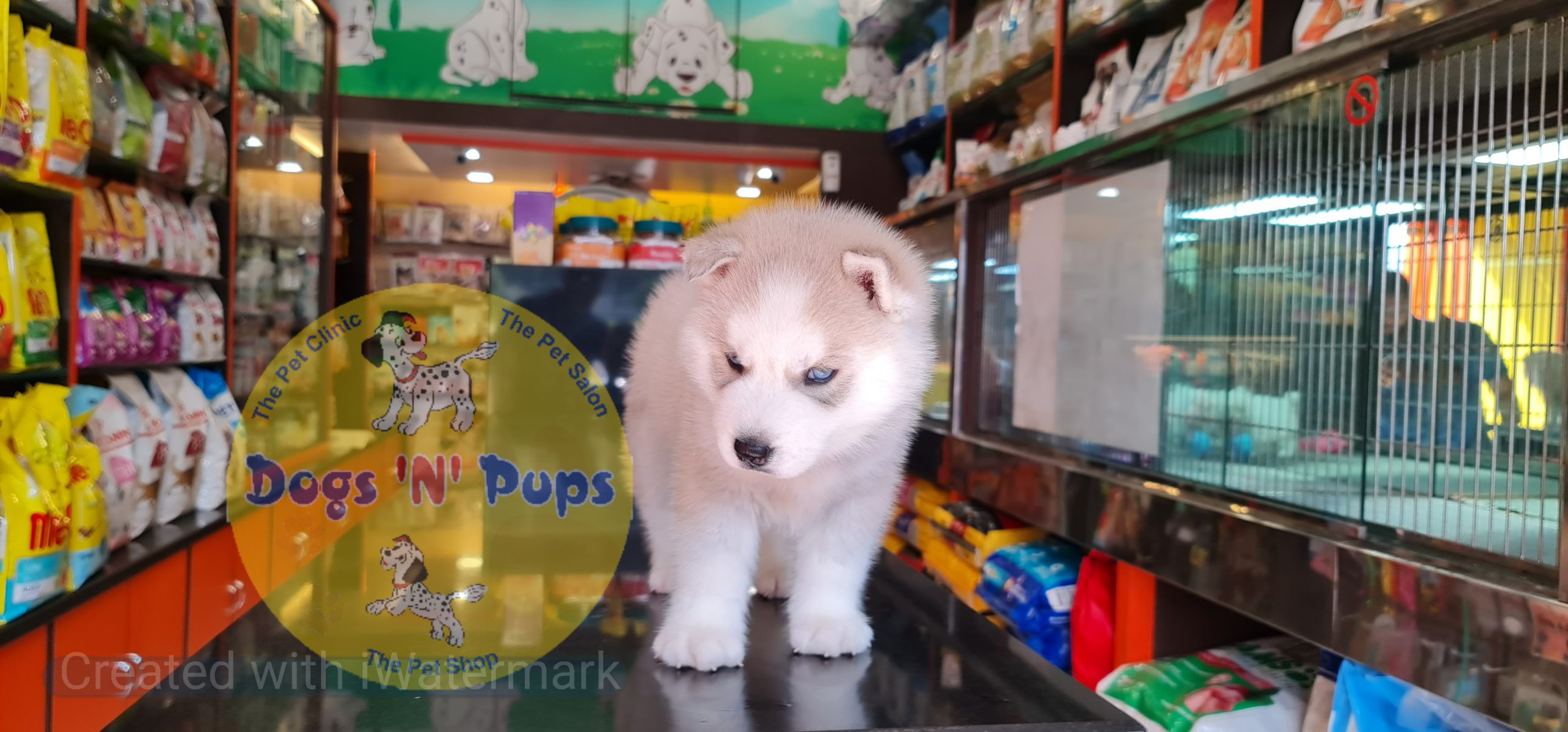 Siberian husky puppy image 6