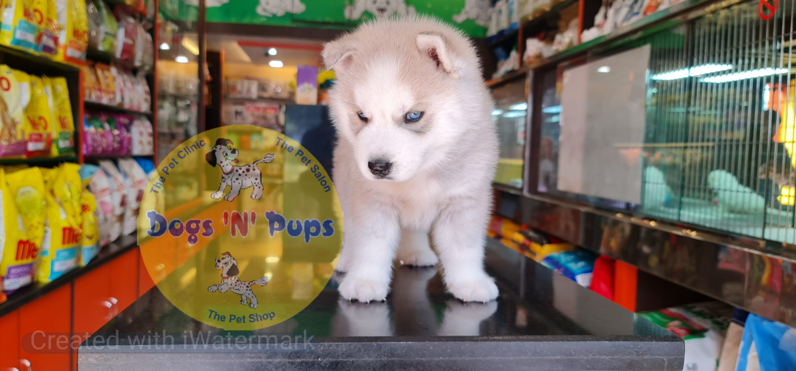 Siberian husky puppy image 7