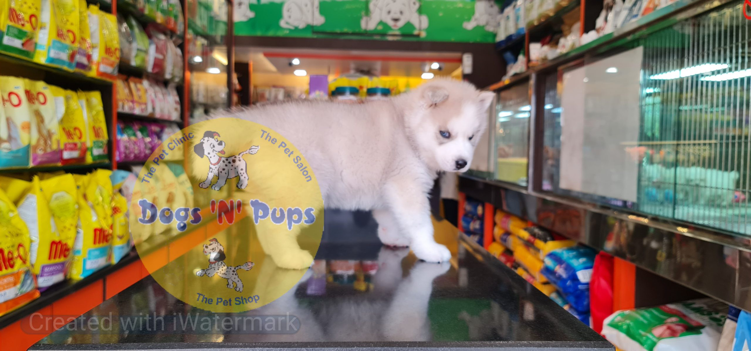 Siberian husky puppy image 8