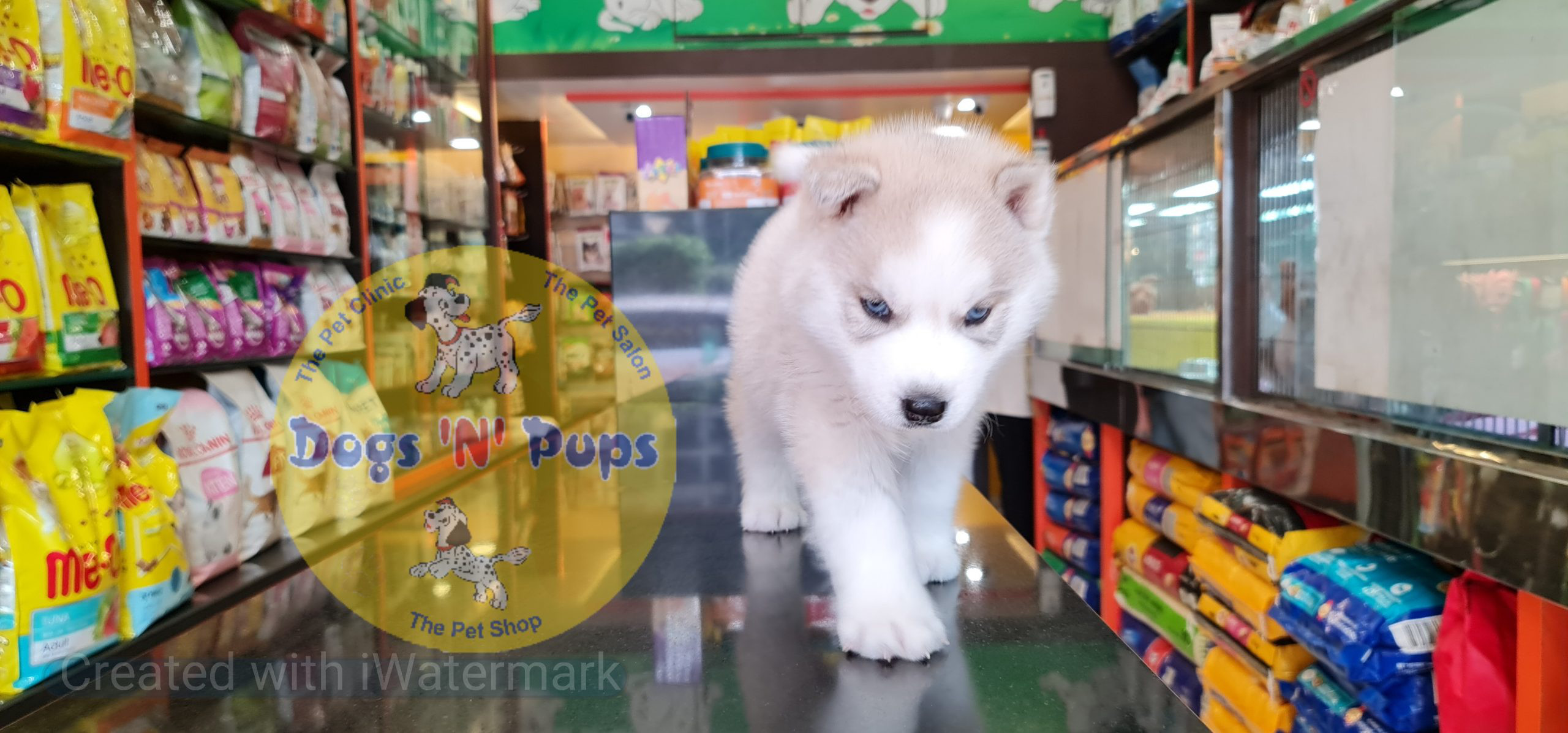 Siberian husky puppy image 9