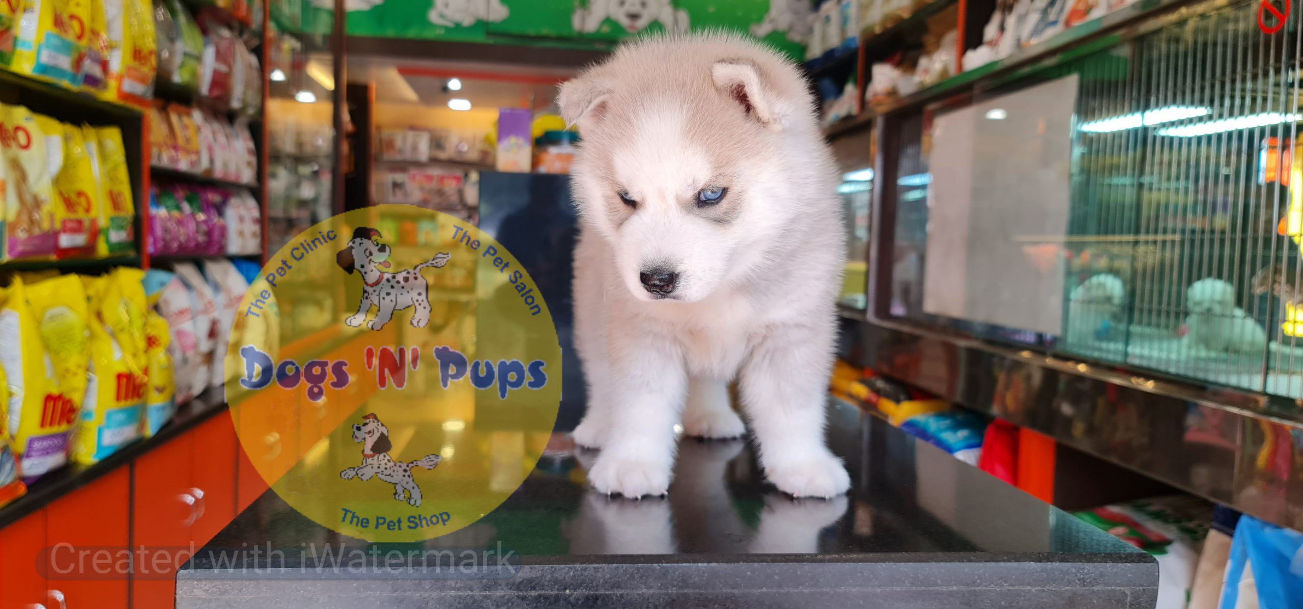 Siberian husky puppy image 10