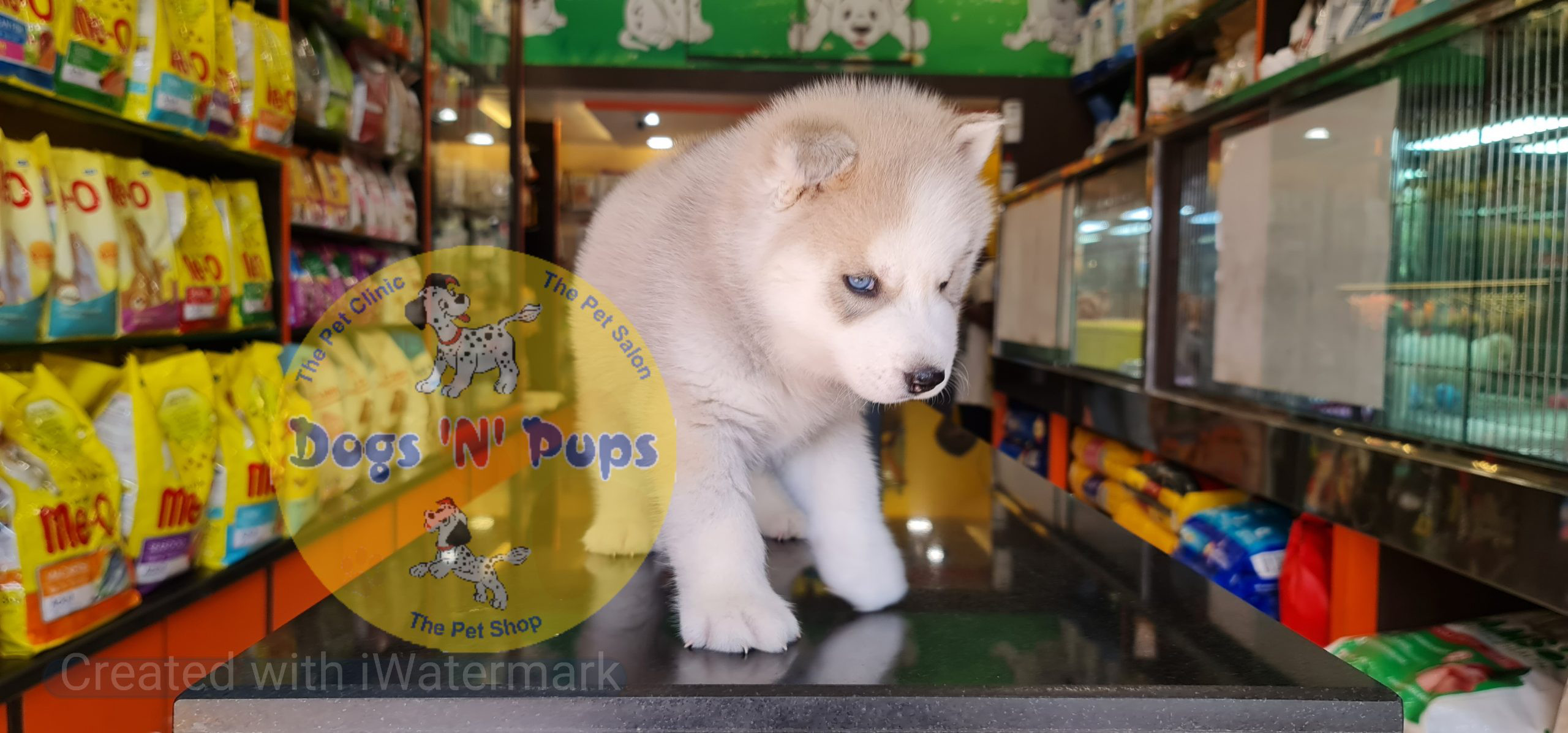 Siberian husky puppy image 11