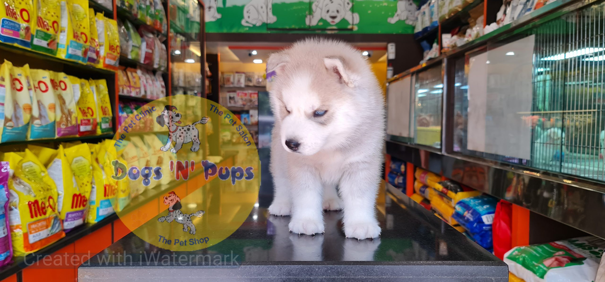 Siberian husky puppy image 12