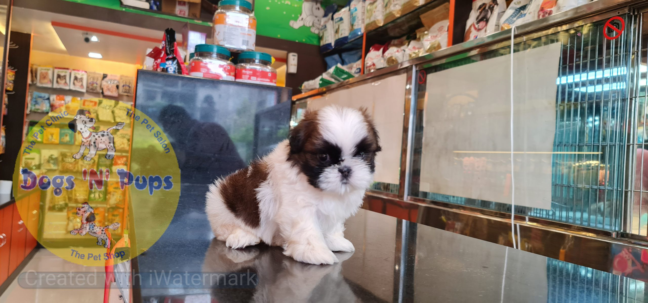 next dog posted image