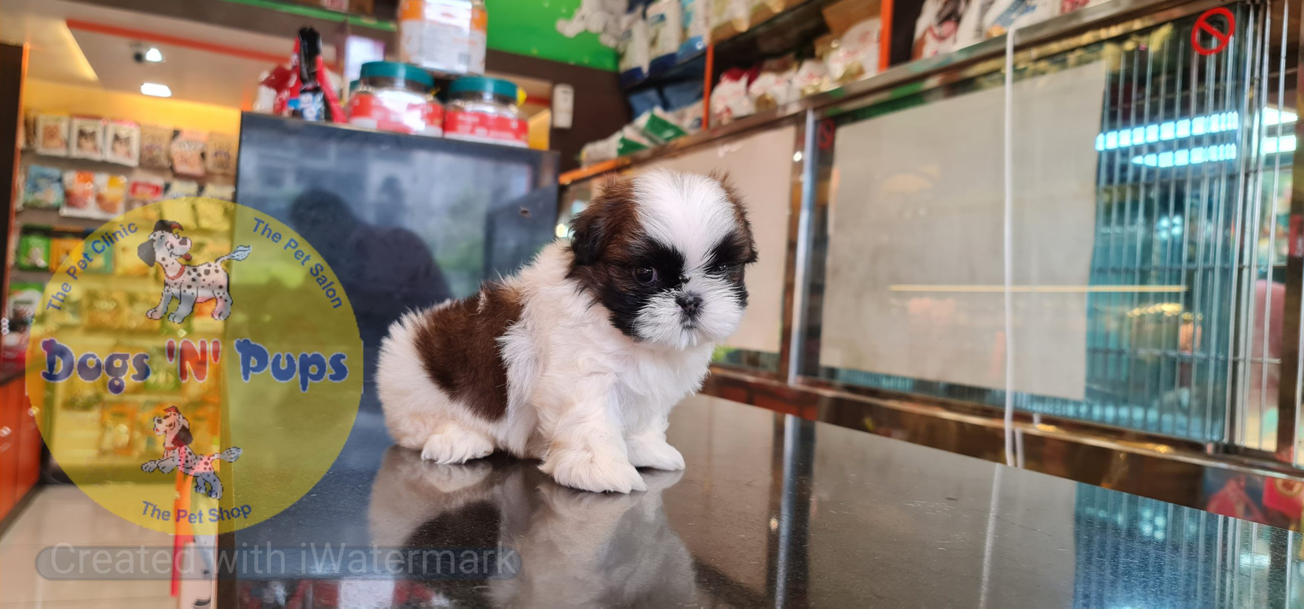 Shihtzu puppy image 2