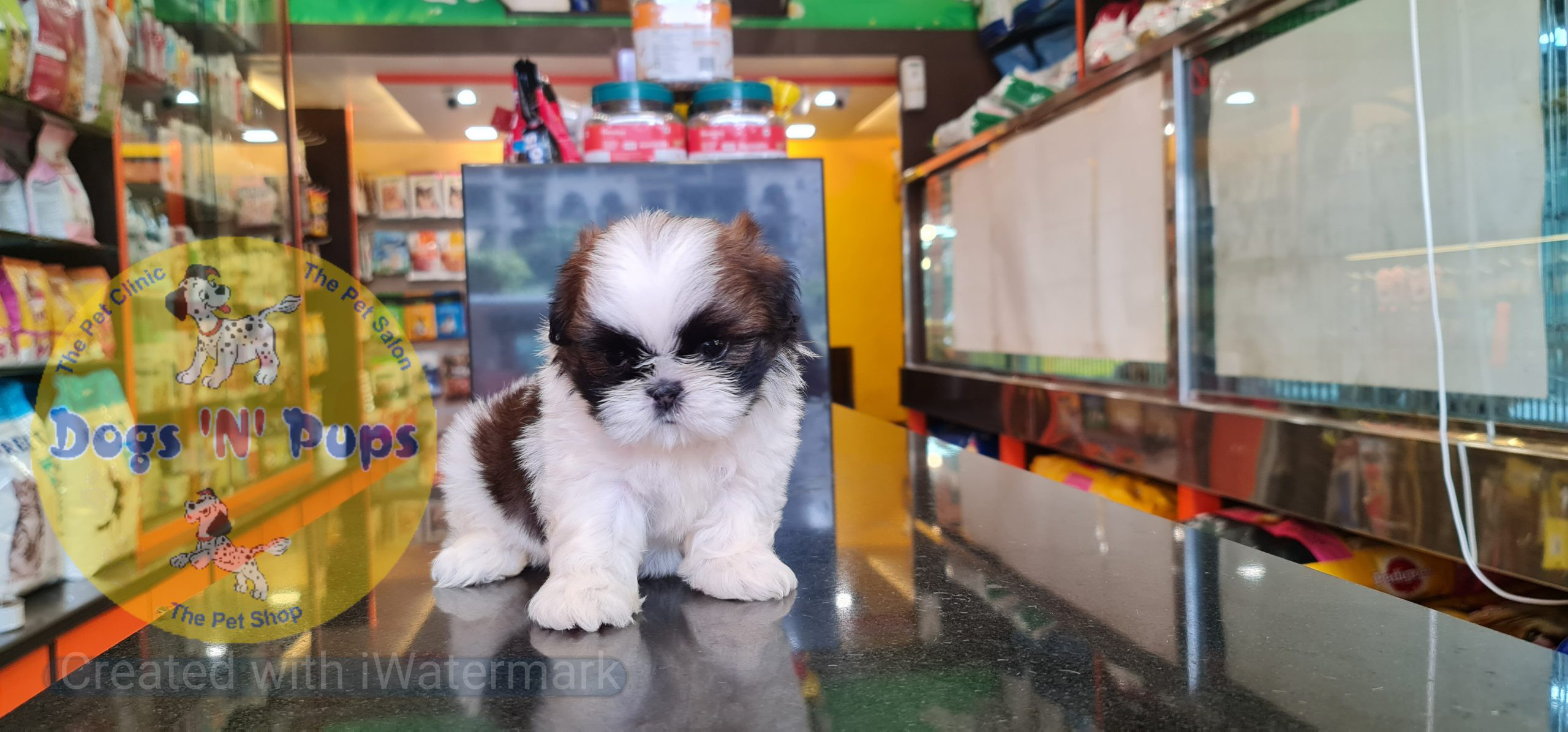 Shihtzu puppy image 3