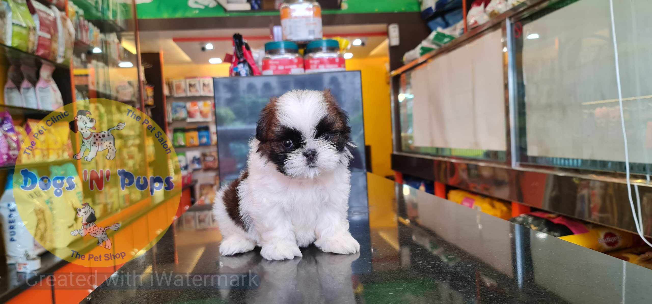Shihtzu puppy image 5