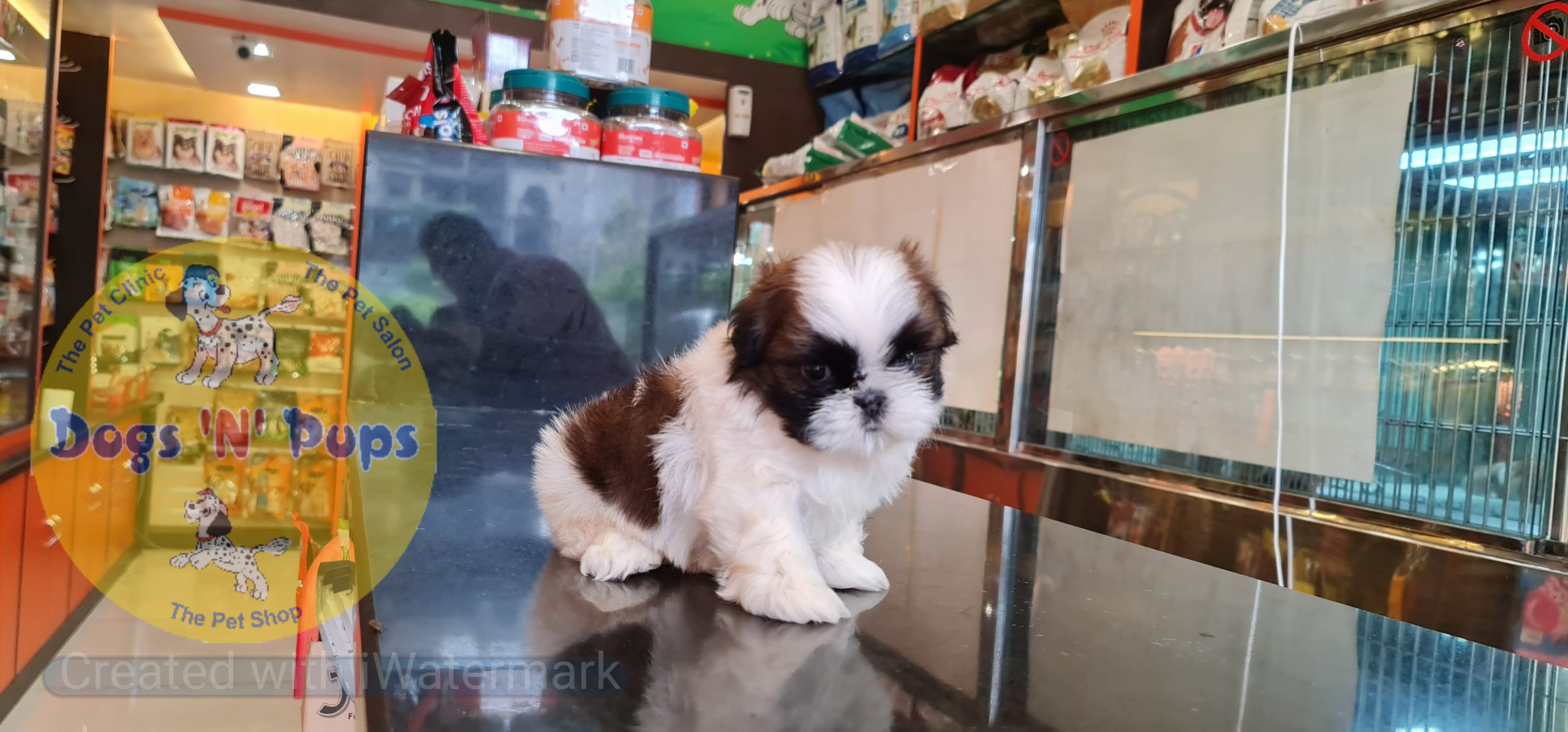 Shihtzu puppy image 6