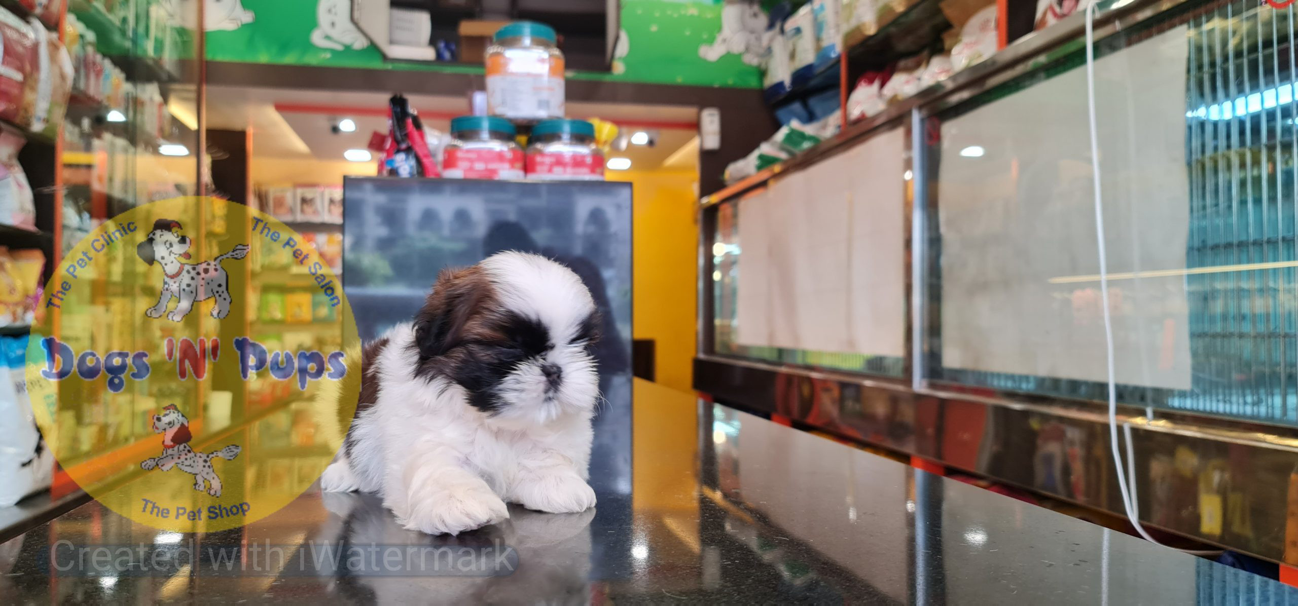 Shihtzu puppy image 8