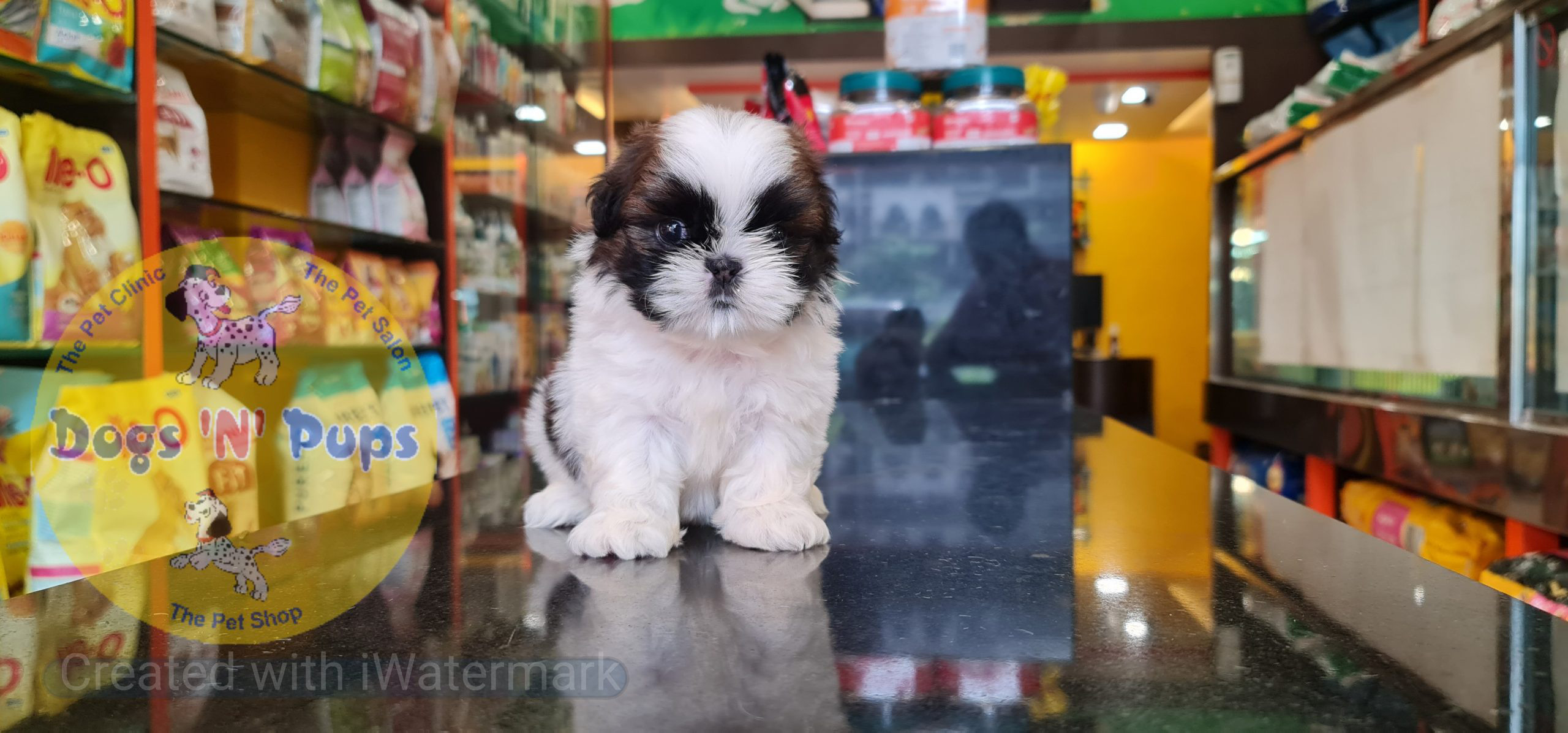 Shihtzu puppy image 9