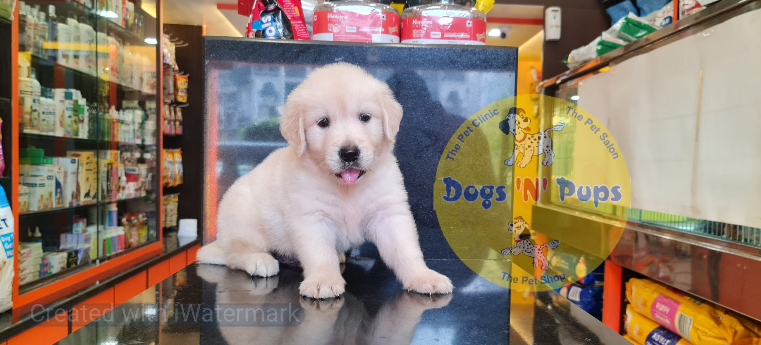 next dog posted image