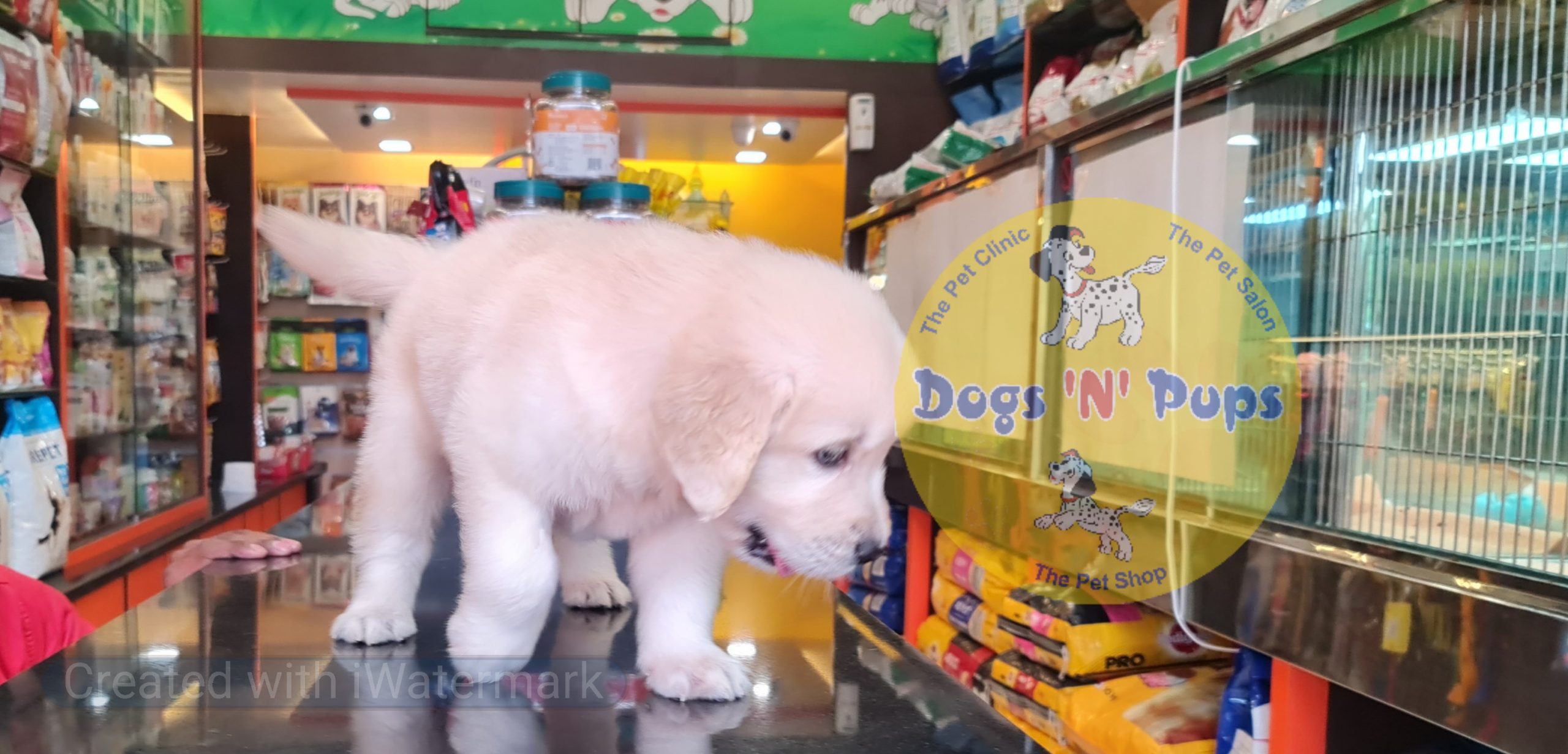 Golden retriever puppy image 2