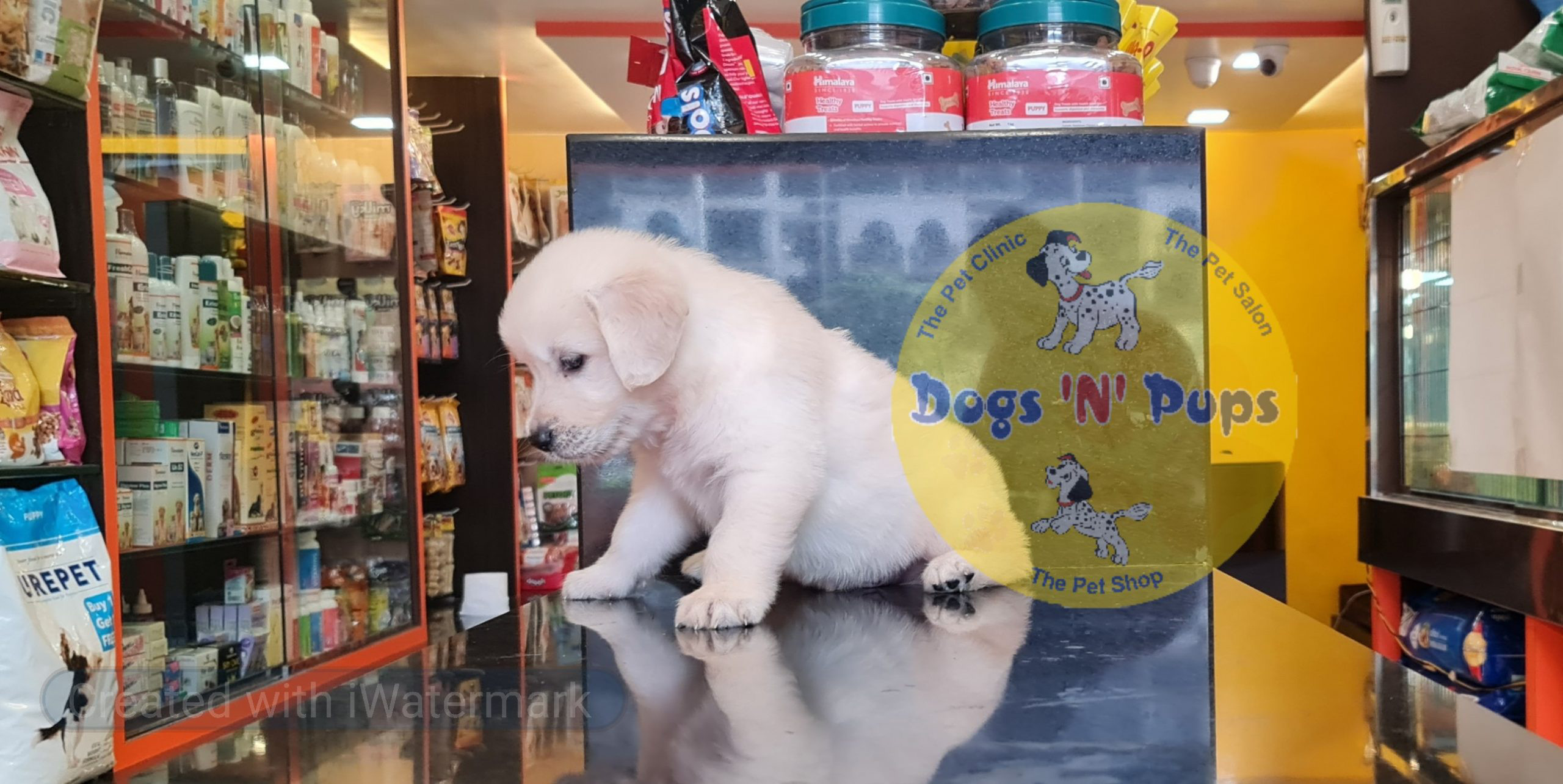 Golden retriever puppy image 3