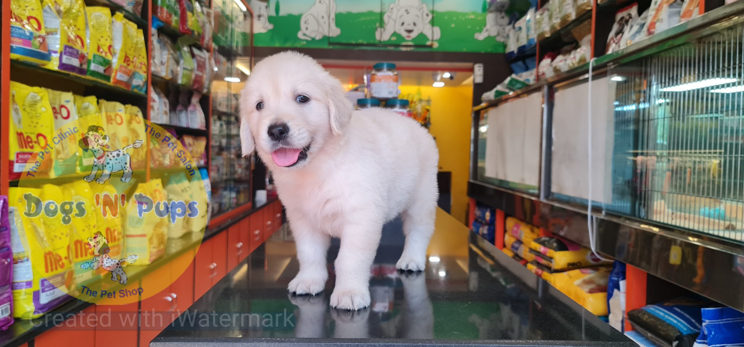 Golden retriever puppy image 4