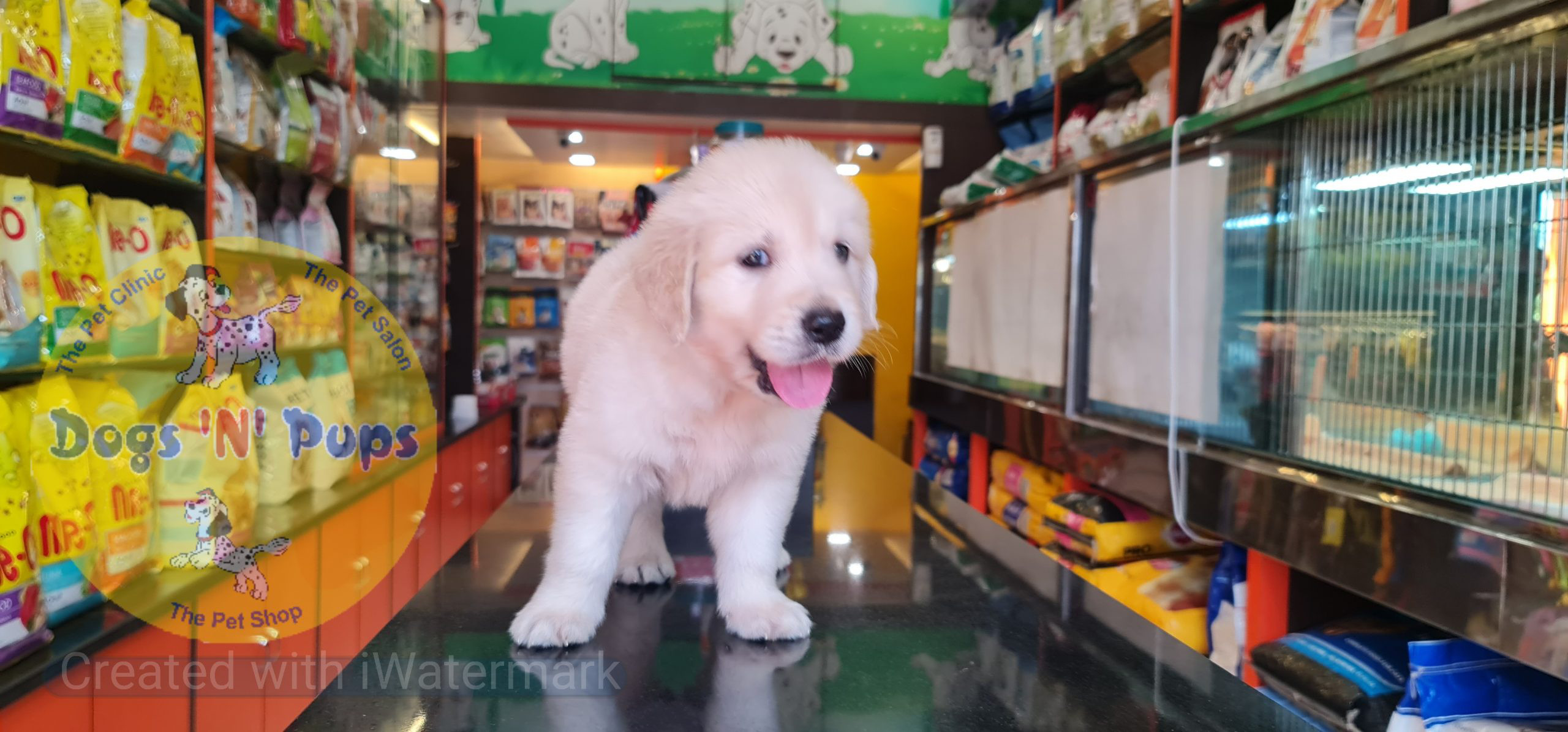 Golden retriever puppy image 5