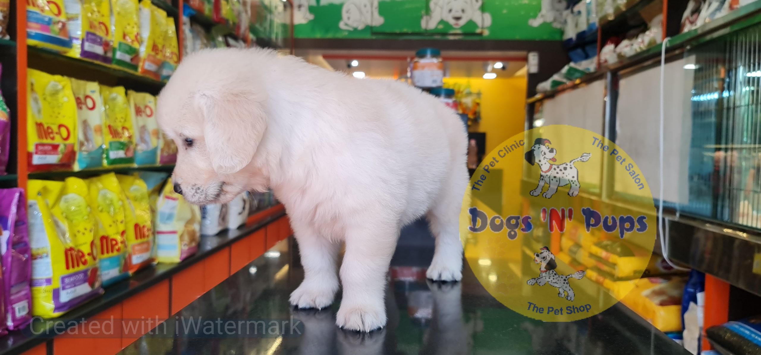 Golden retriever puppy image 6