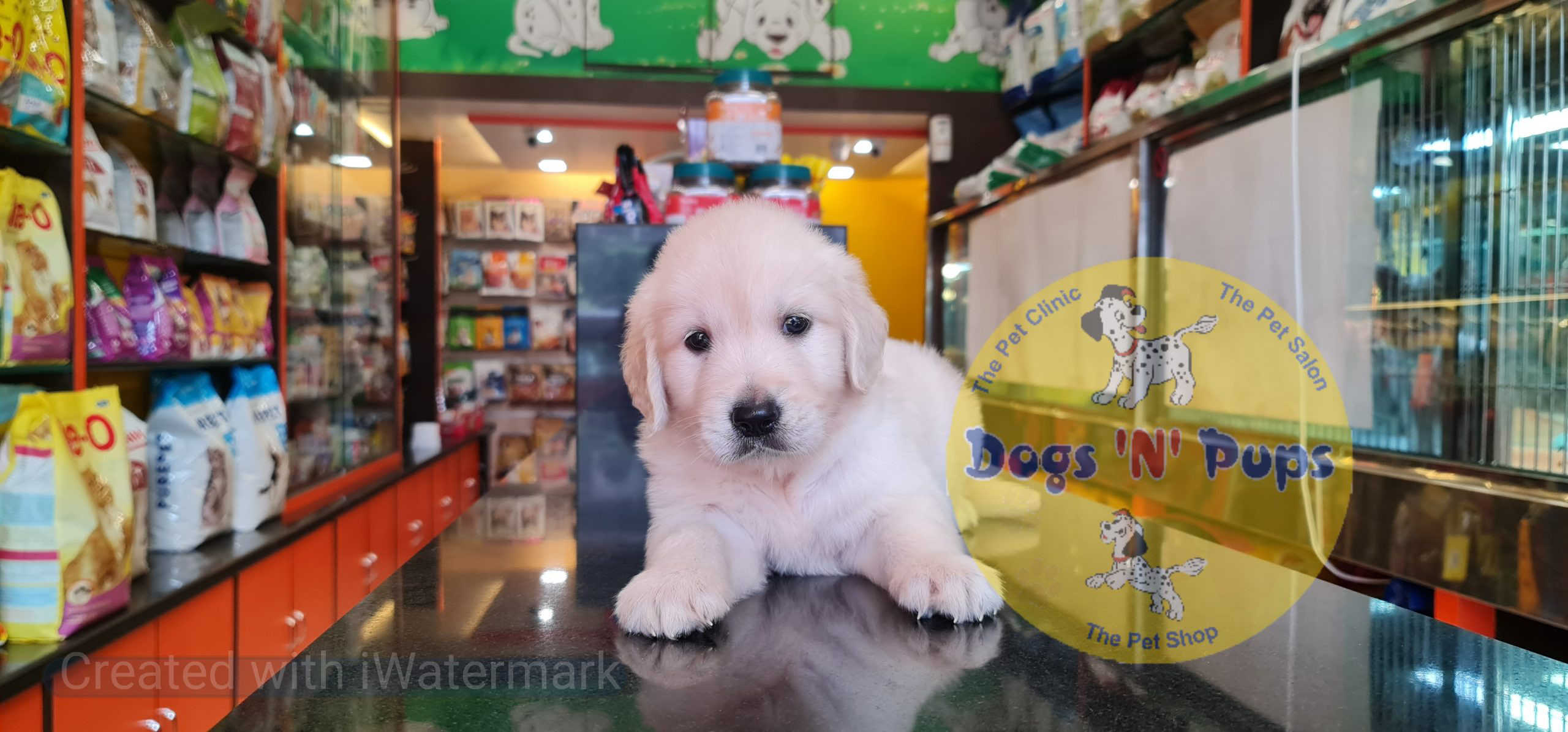 Golden retriever puppy image 7