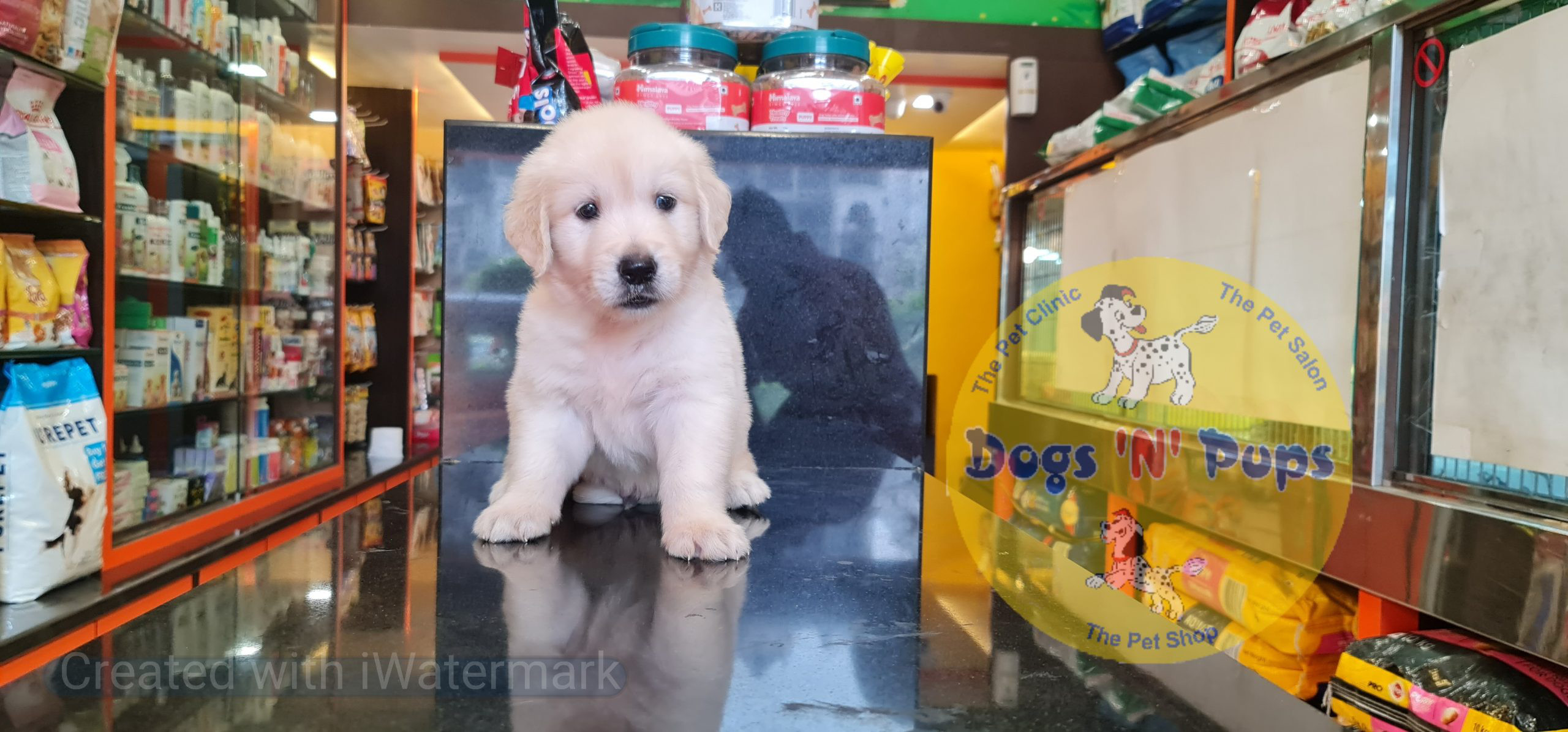 Golden retriever puppy image 8