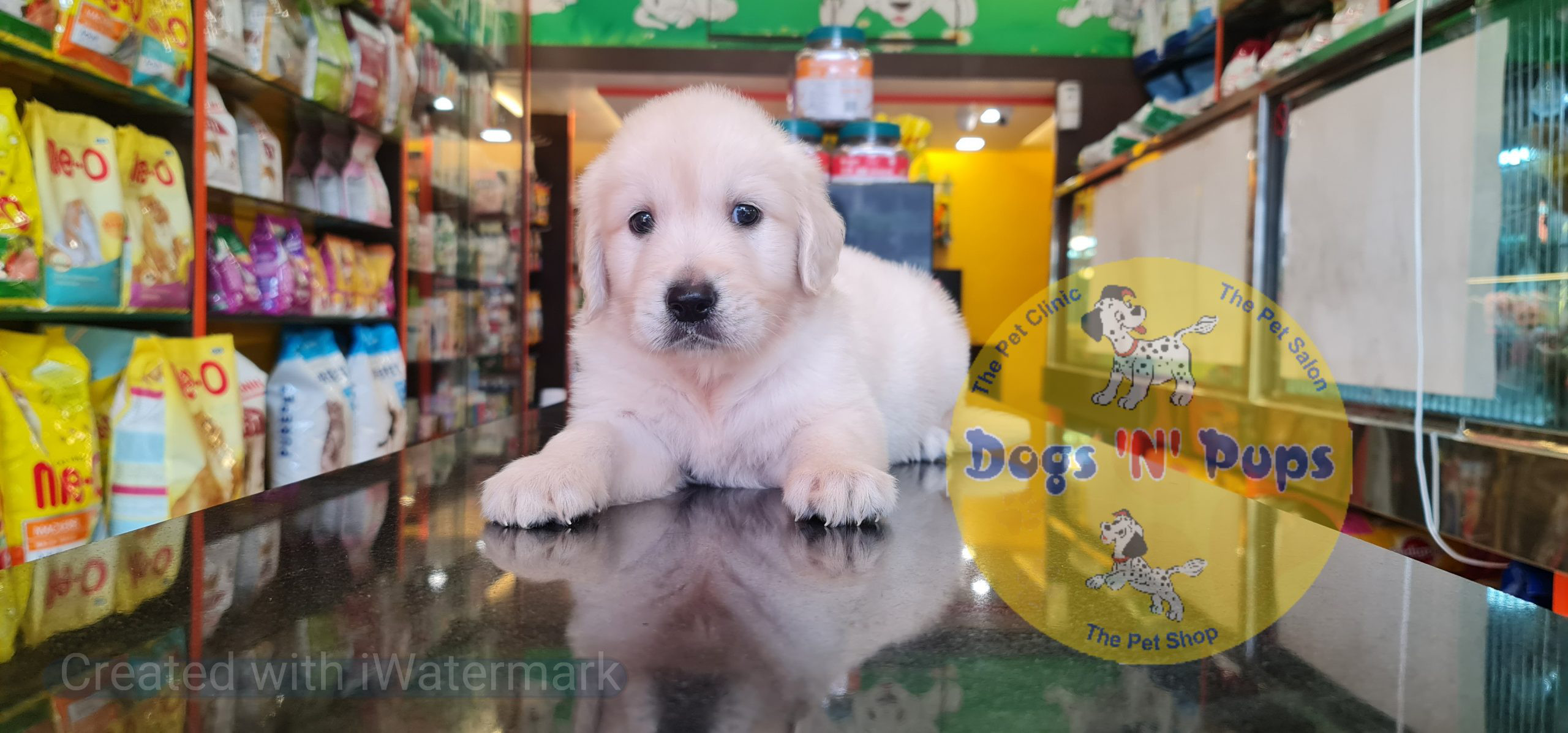 Golden retriever puppy image 9