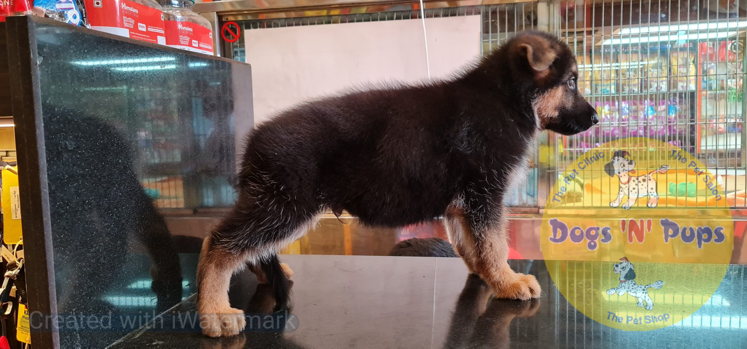 next dog posted image