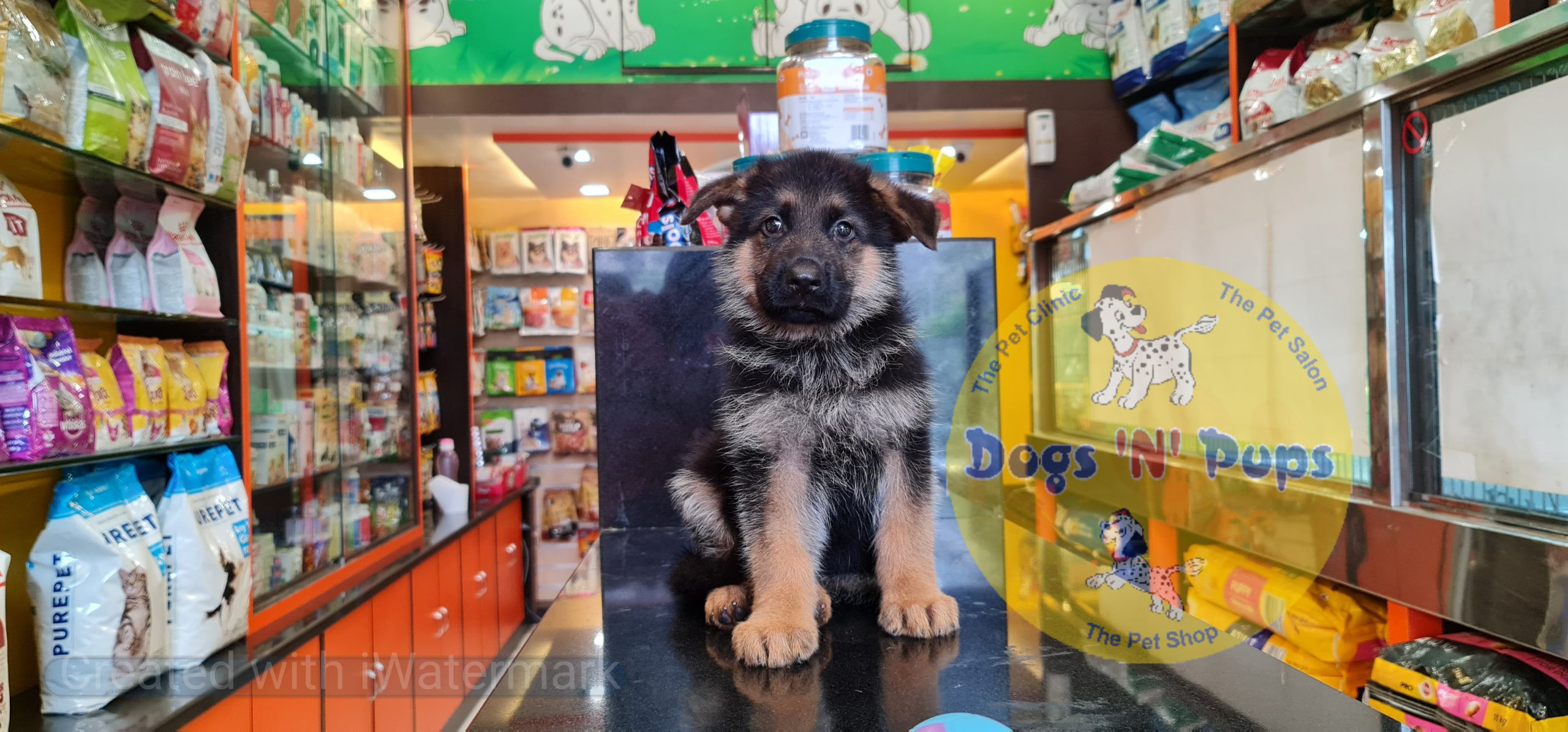 German shepherd puppy image 3