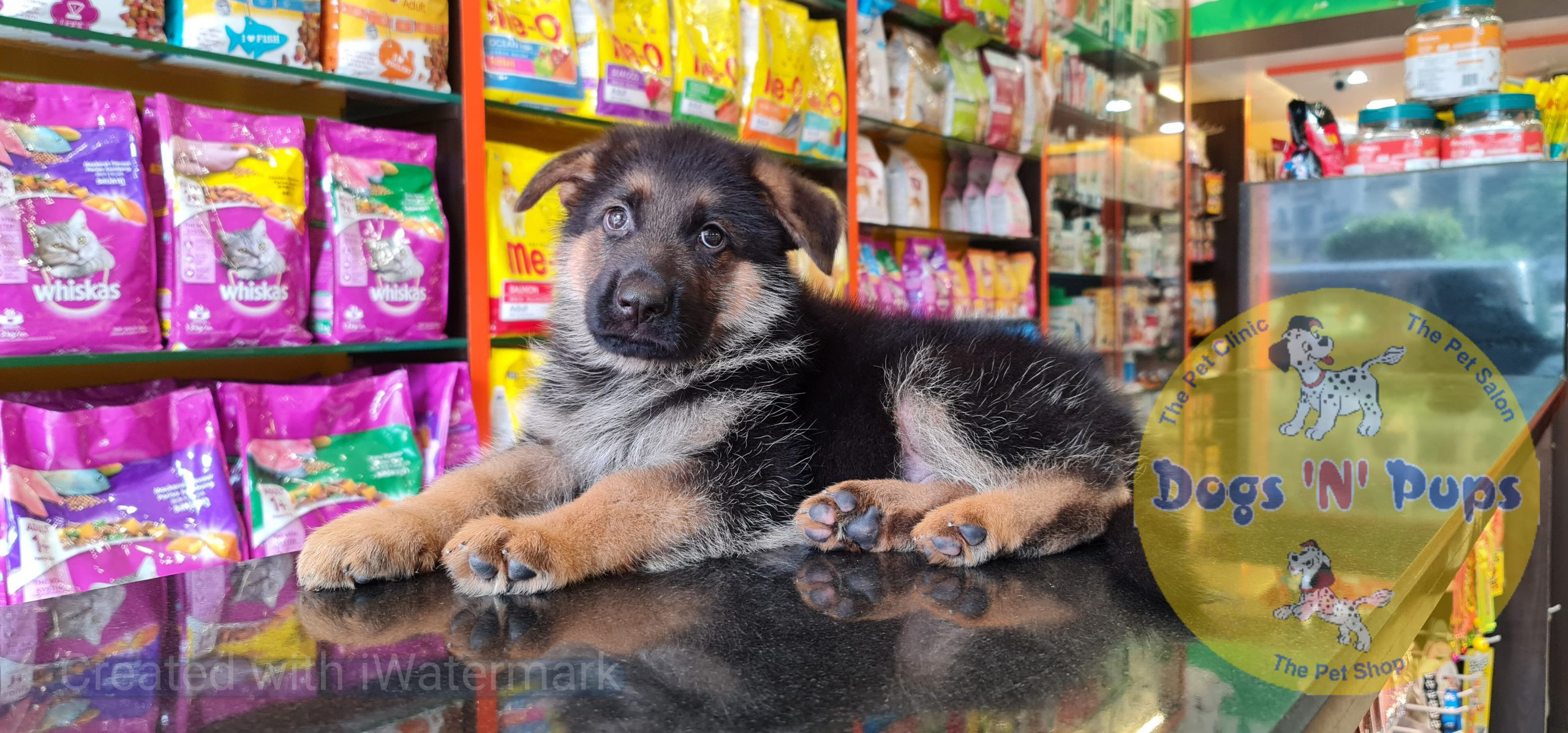 German shepherd puppy image 4