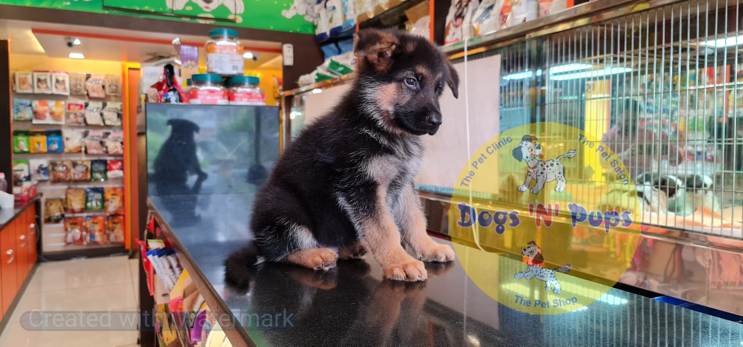 German shepherd puppy image 5