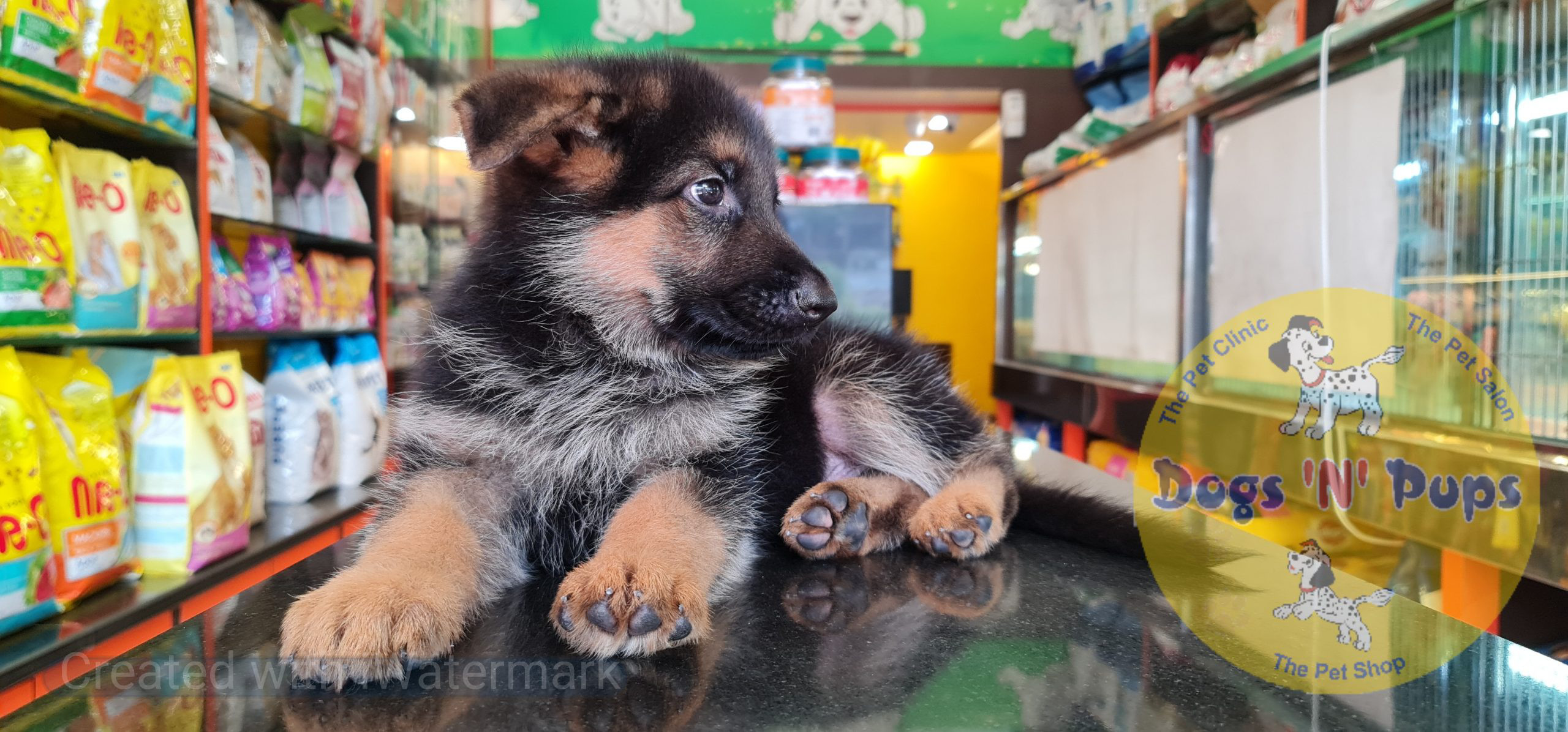 German shepherd puppy image 6