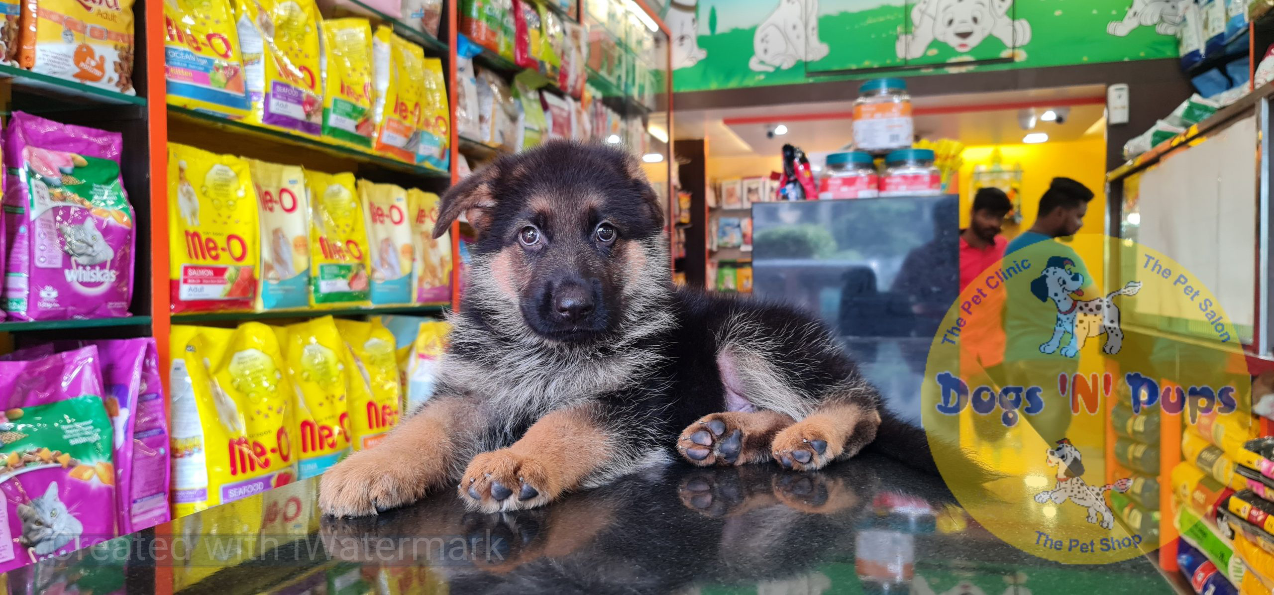 German shepherd puppy image 10