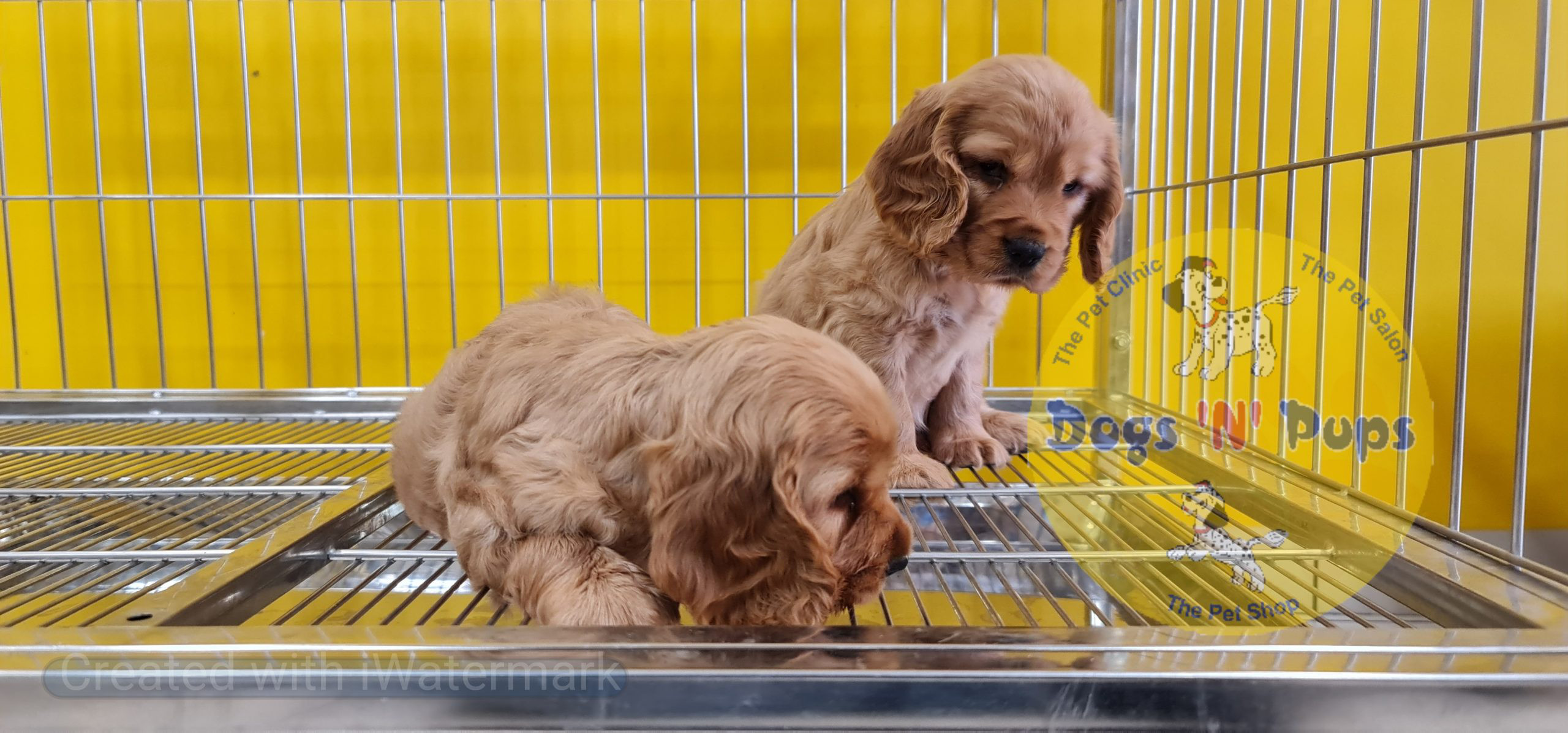 Cocker spaniel puppy image 2