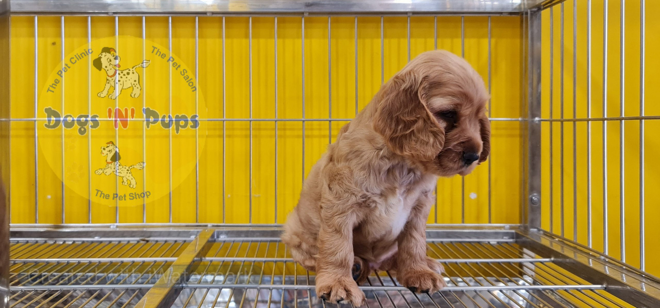 Cocker spaniel puppy image 3