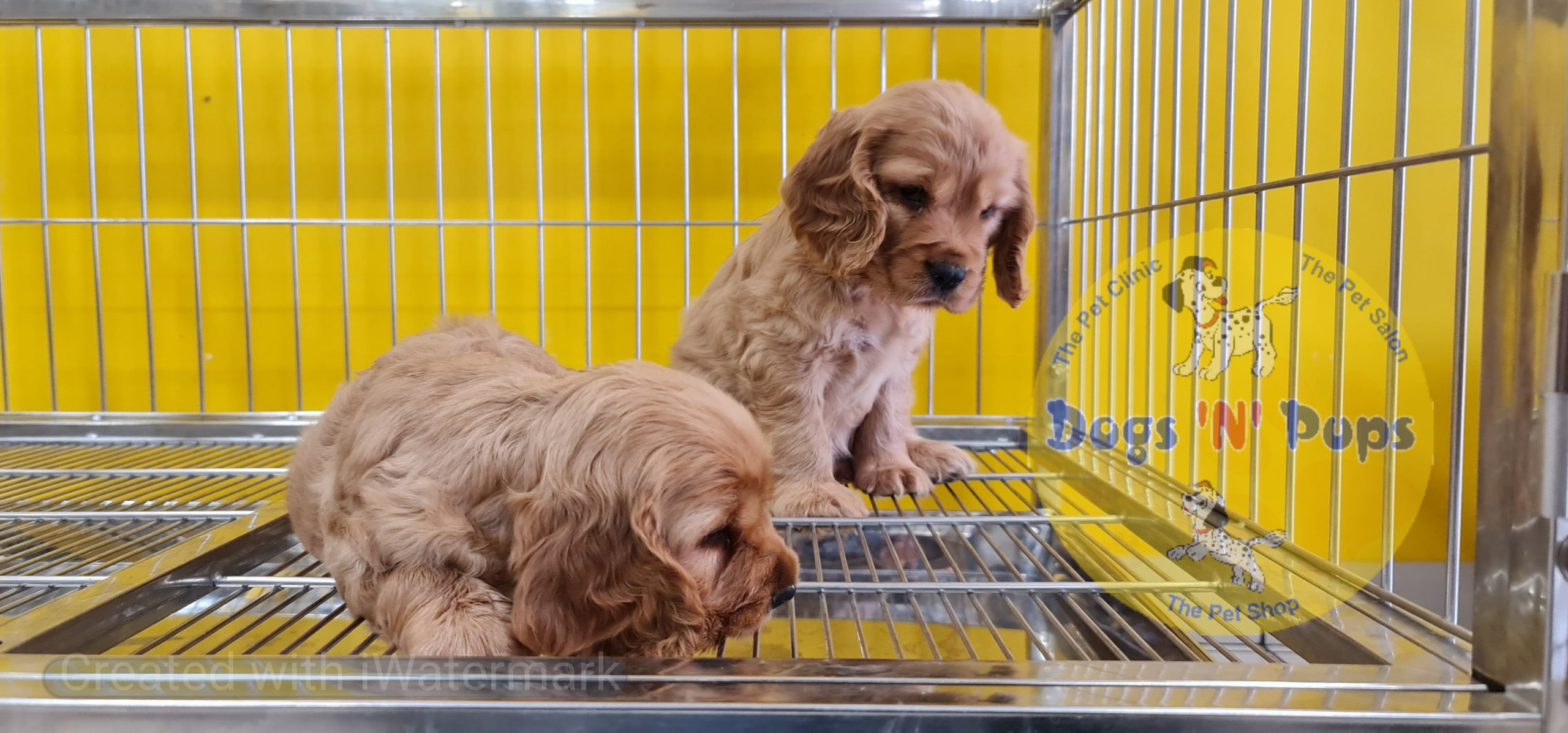 Cocker spaniel puppy image 4