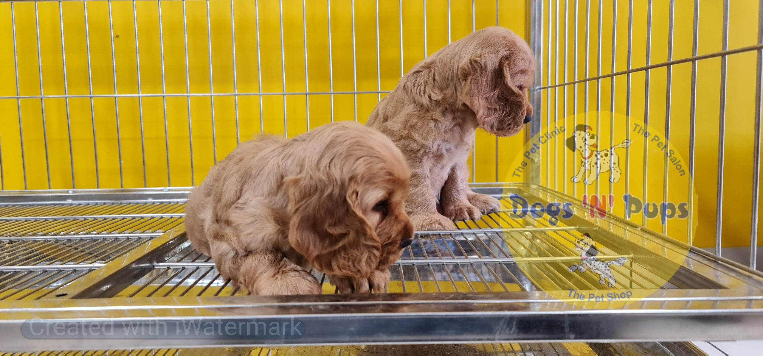 Cocker spaniel puppy image 5