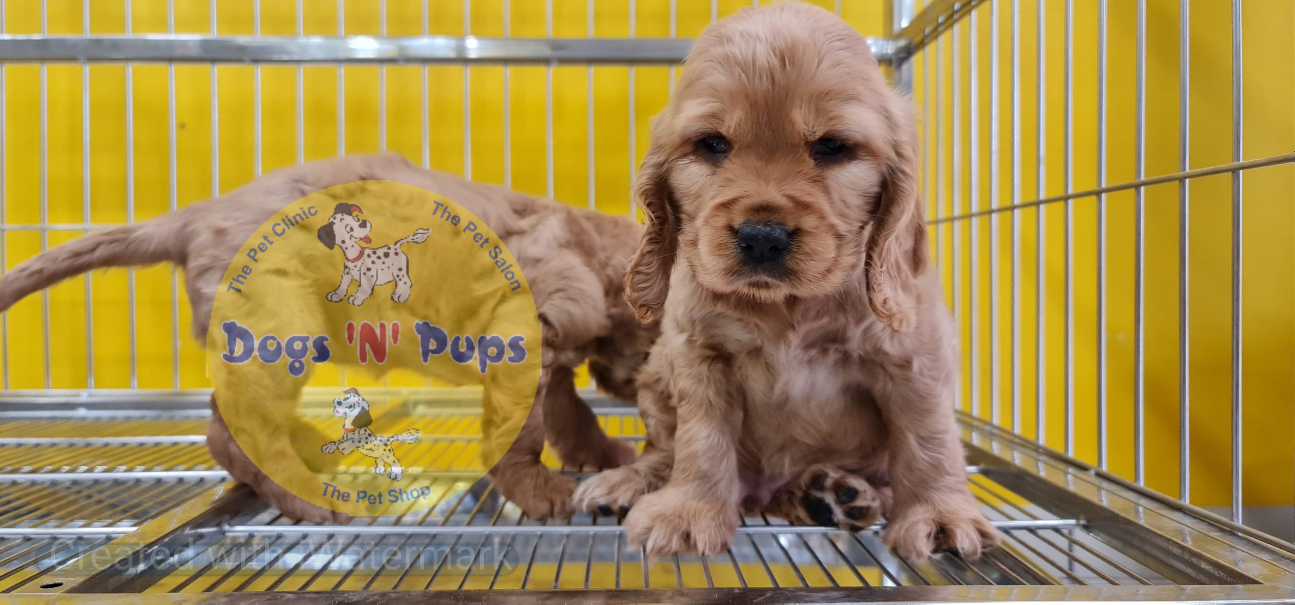 Cocker spaniel puppy image 6