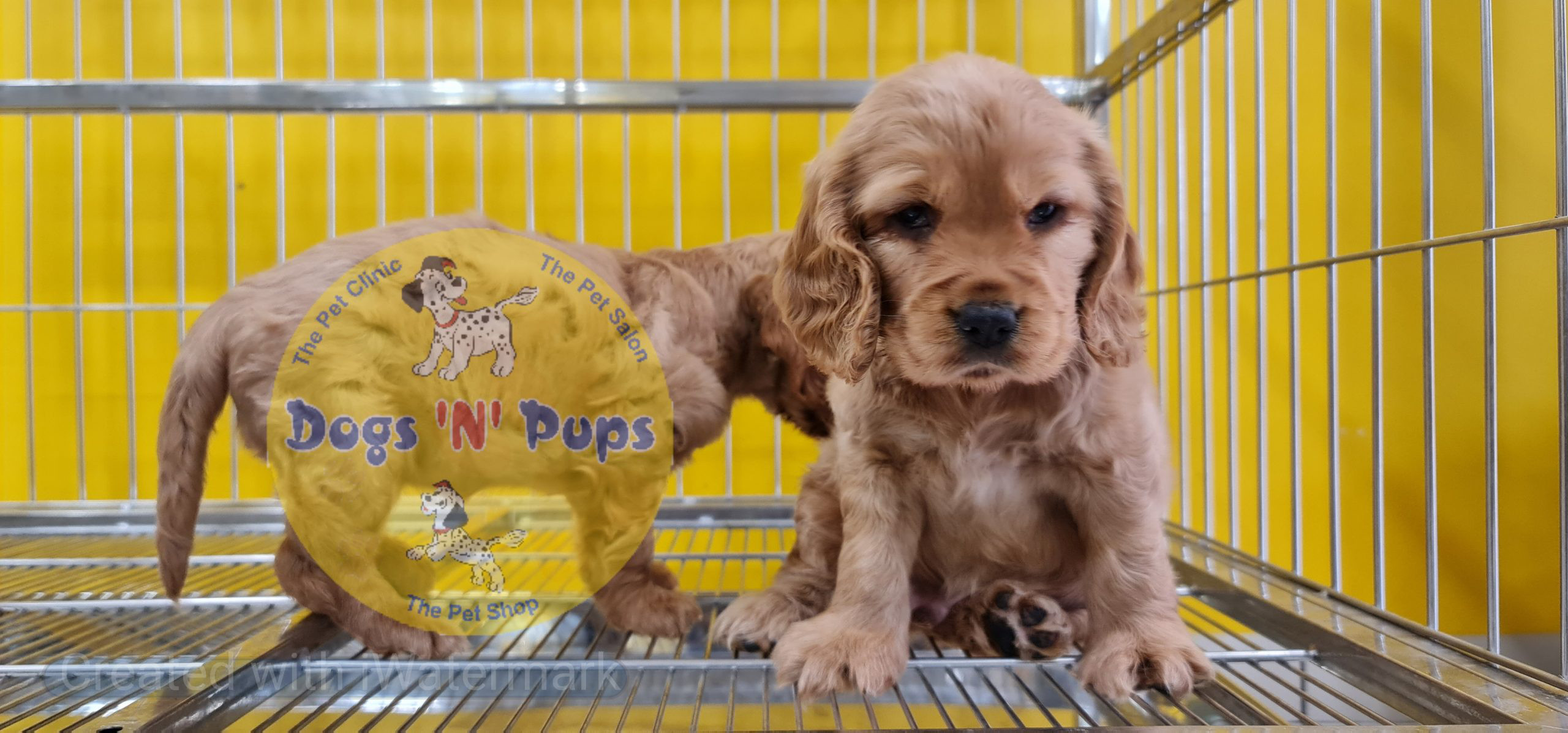Cocker spaniel puppy image 7