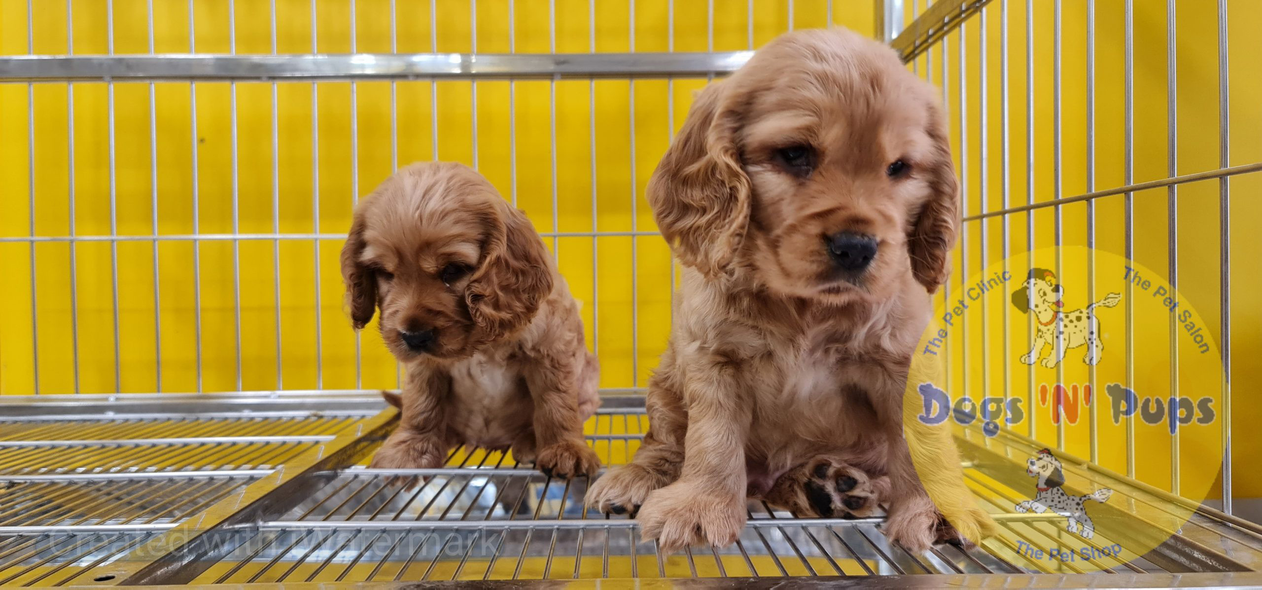 Cocker spaniel puppy image 8