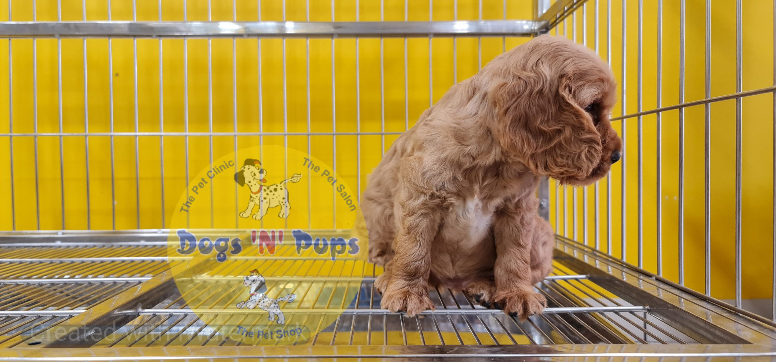 Cocker spaniel puppy image 9