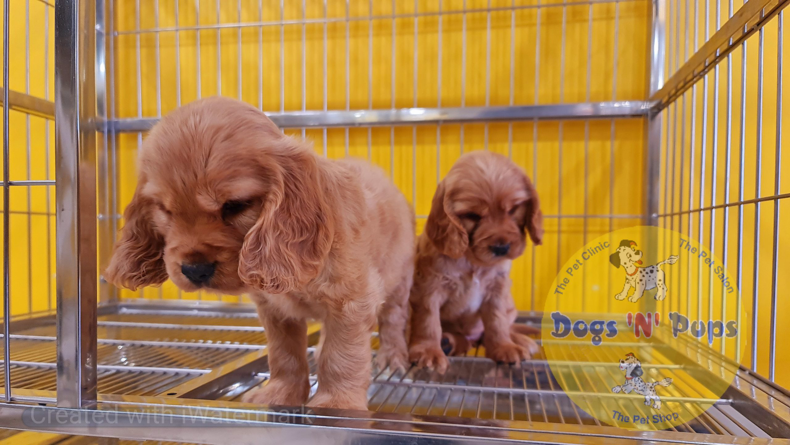 Cocker spaniel puppy image 10