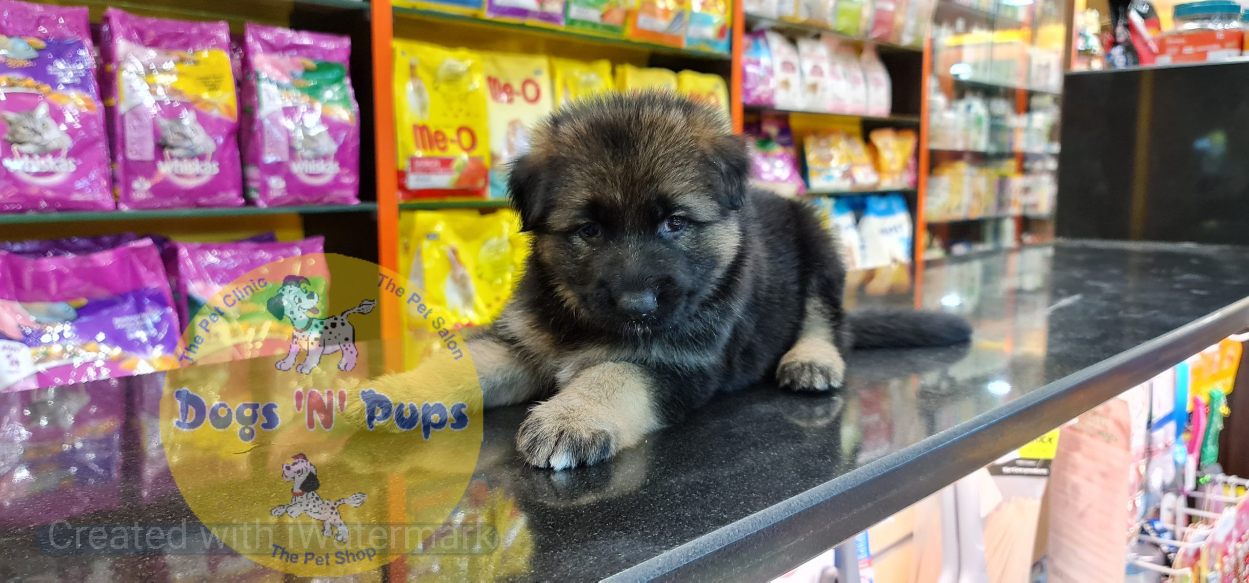 prev dog posted image