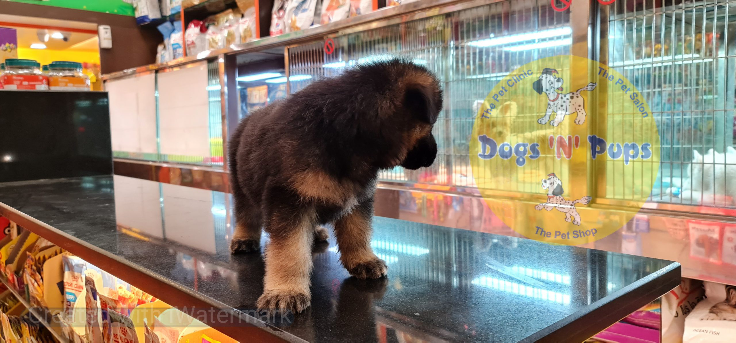 German shepherd puppy image 2