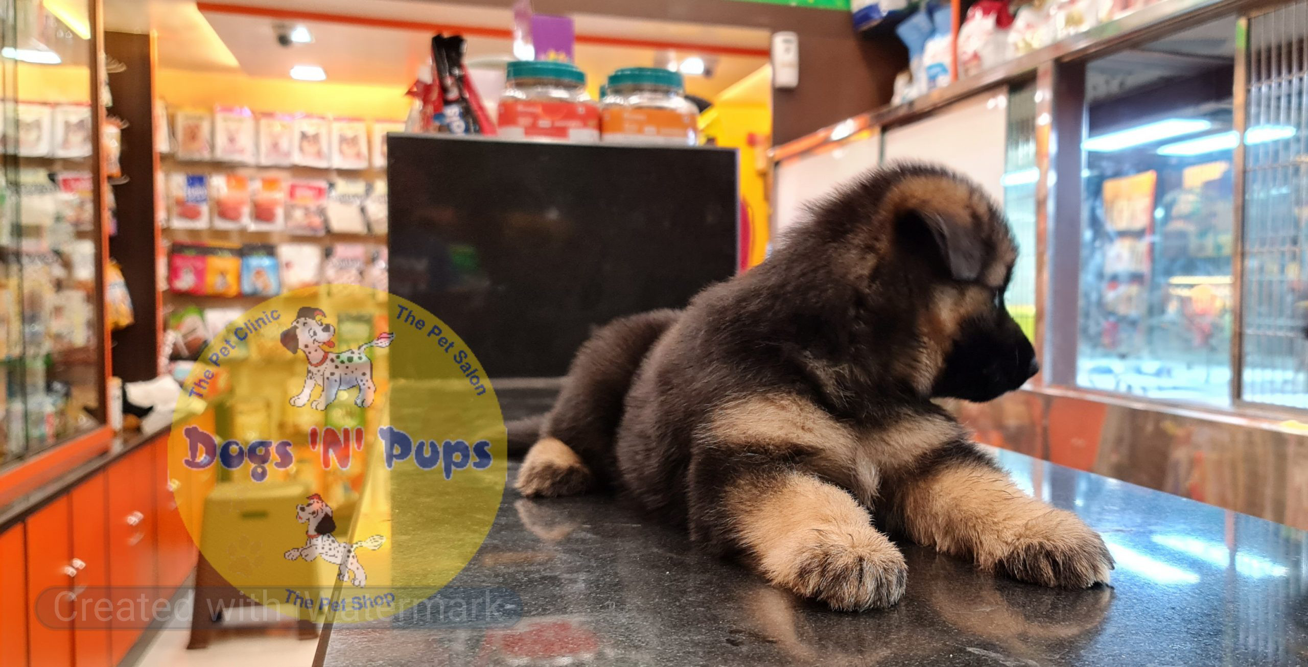 German shepherd puppy image 3