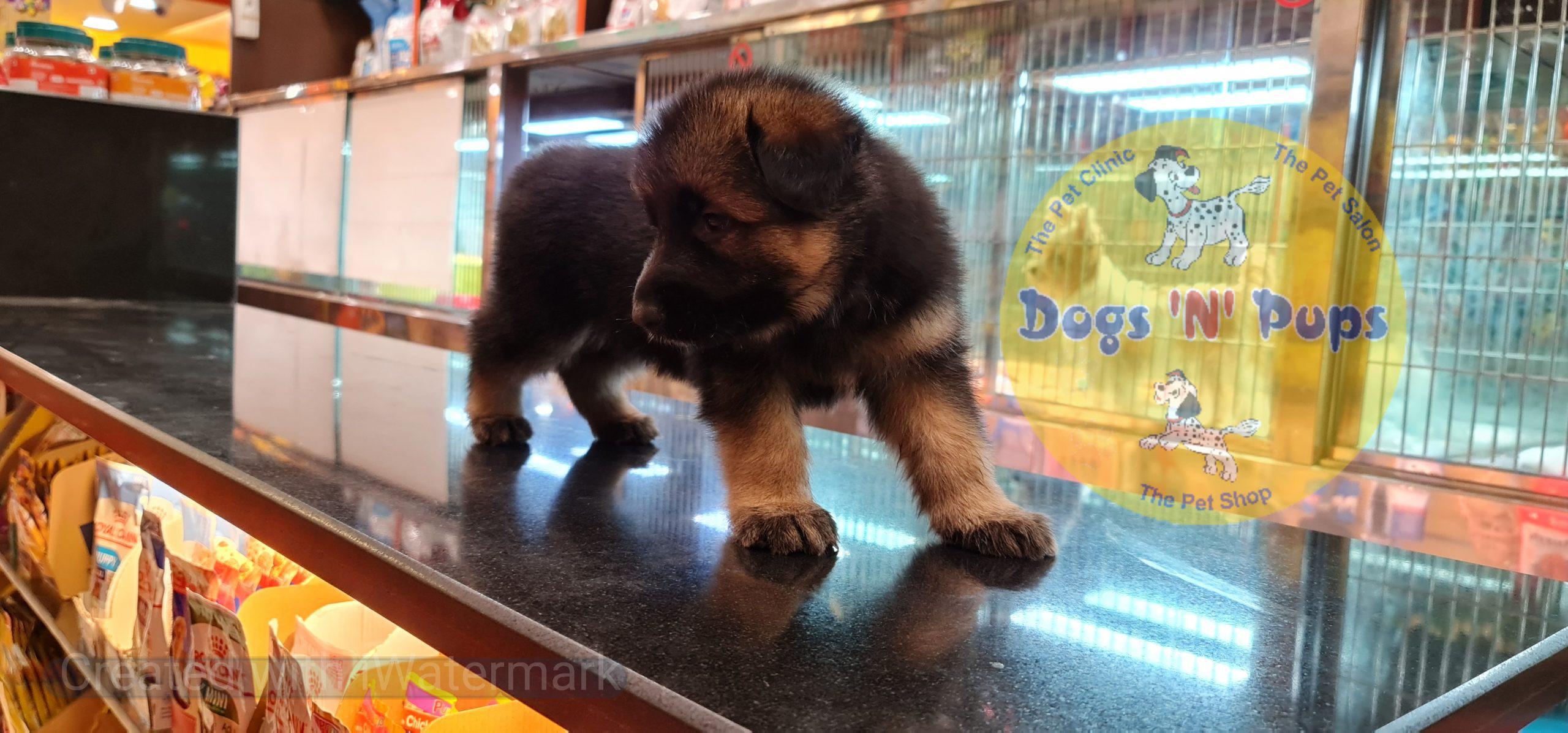 German shepherd puppy image 4
